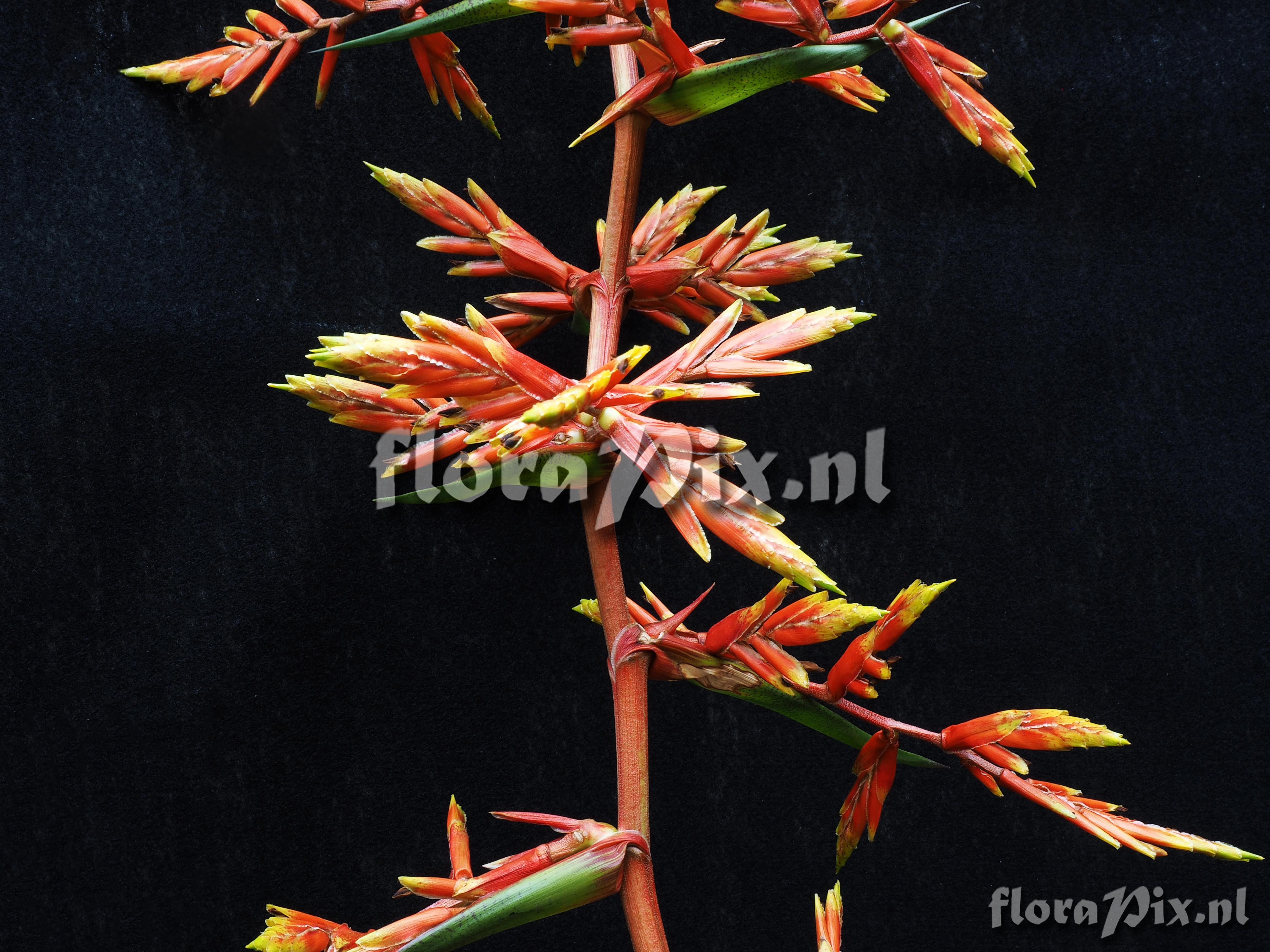 Guzmania undulatobracteata