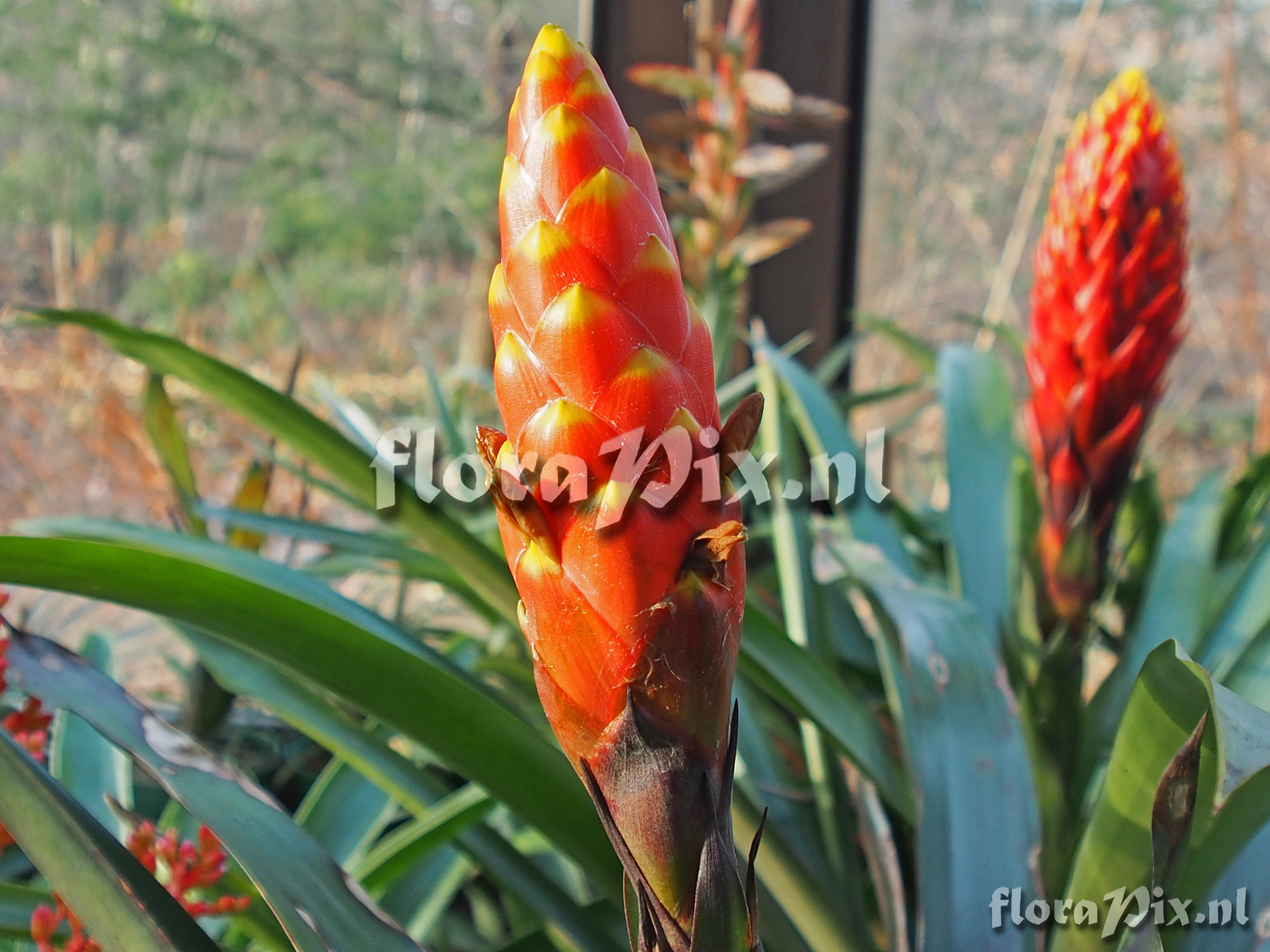 Guzmania bipartita