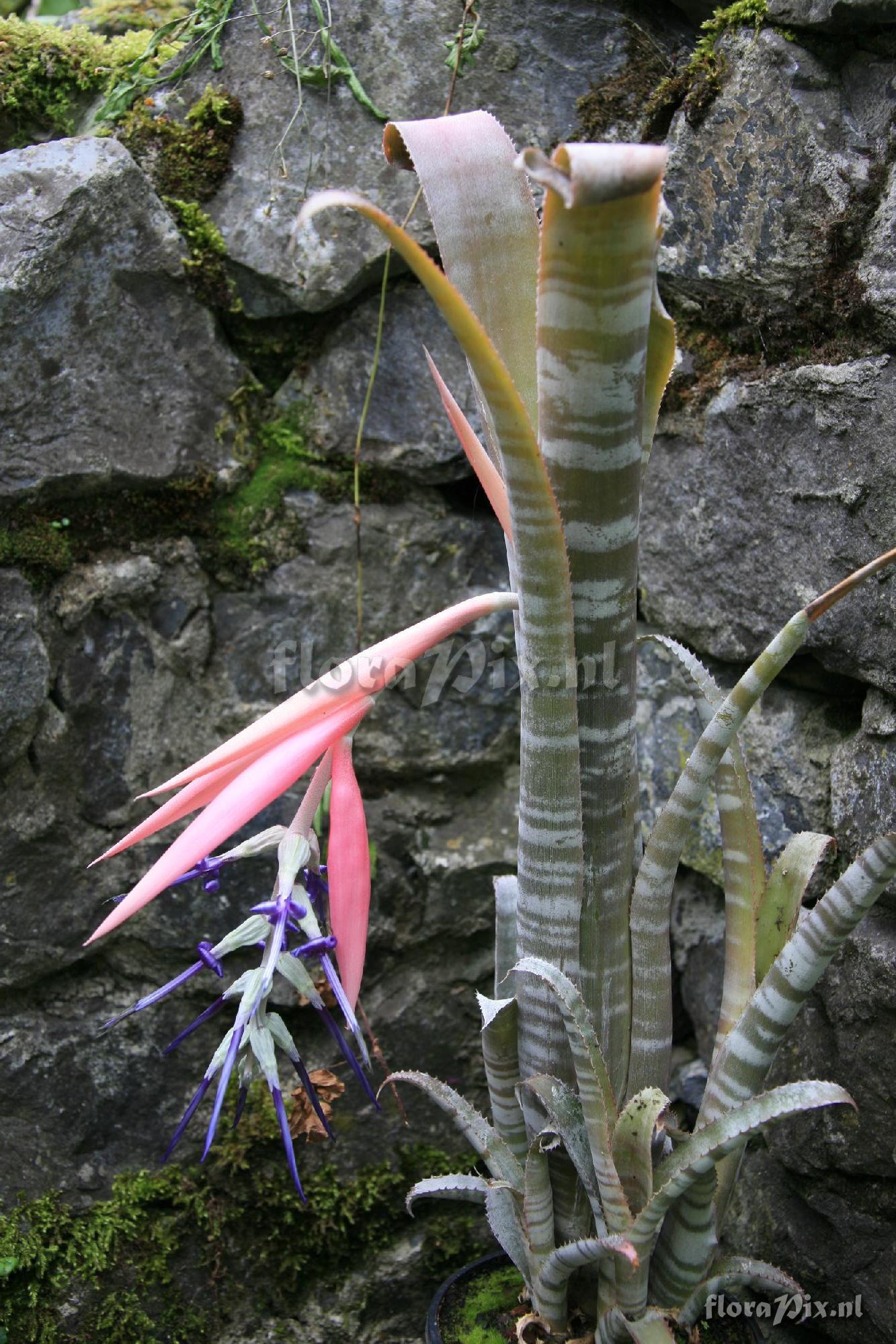 Billbergia brasiliensis