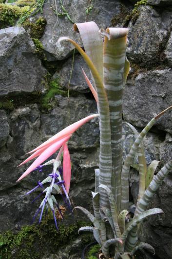 Billbergia brasiliensis