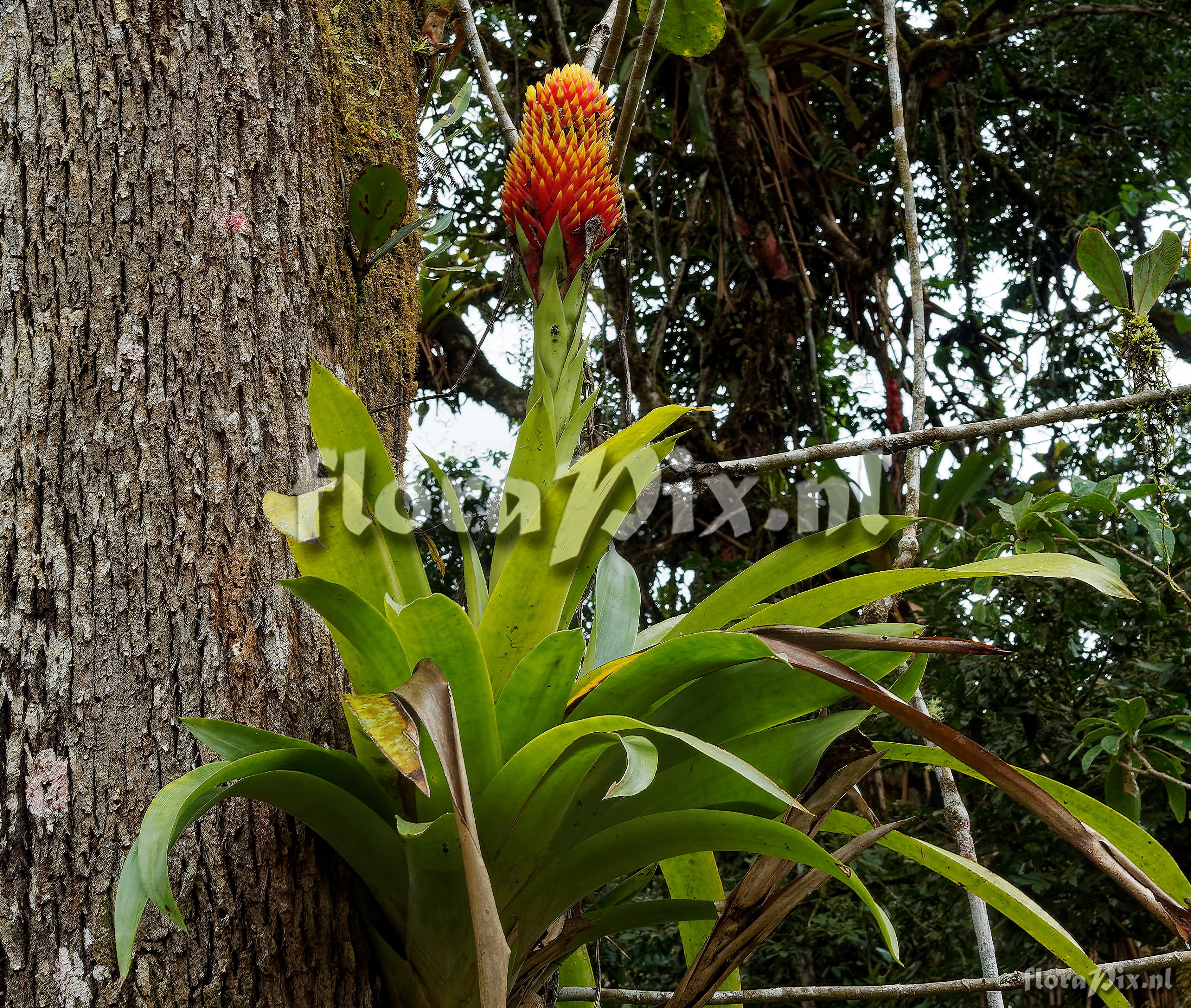 Guzmania conifera