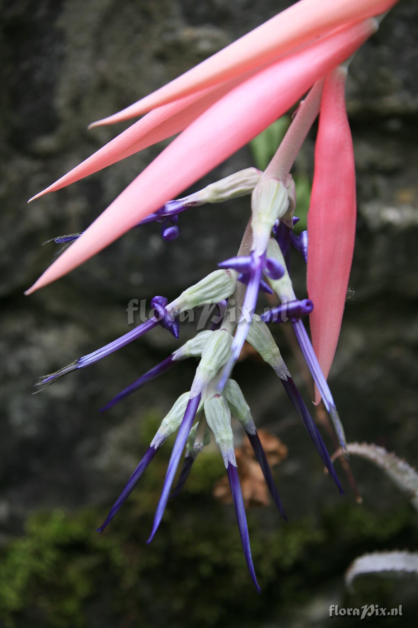 Billbergia brasiliensis