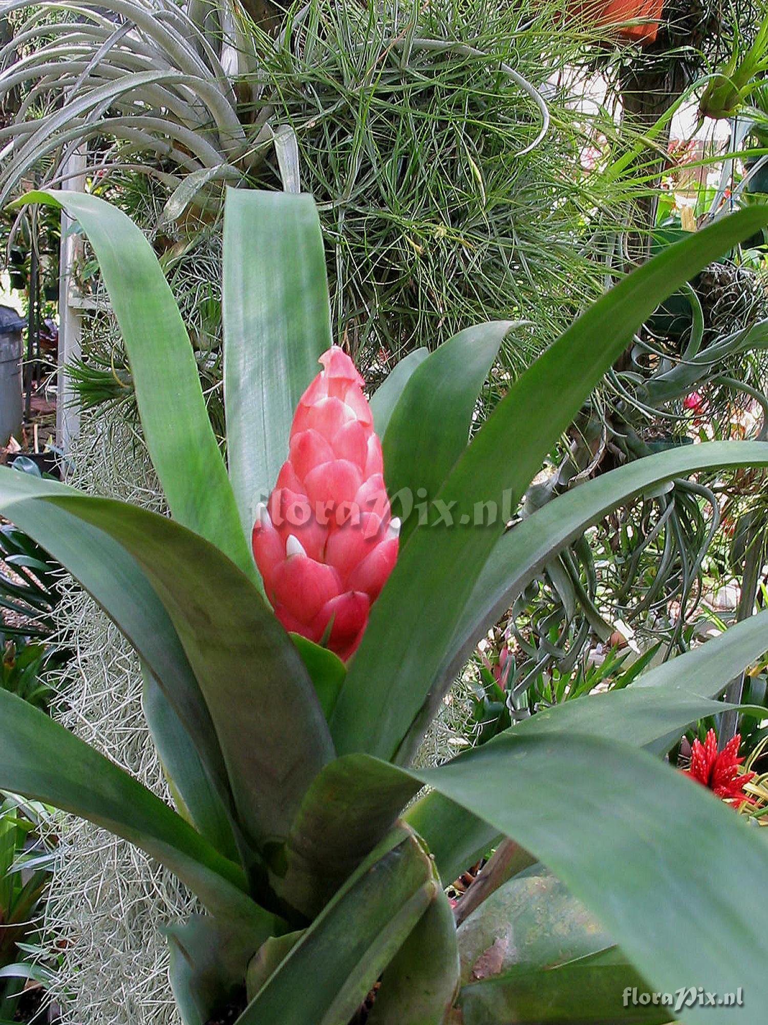 Guzmania desautelsii