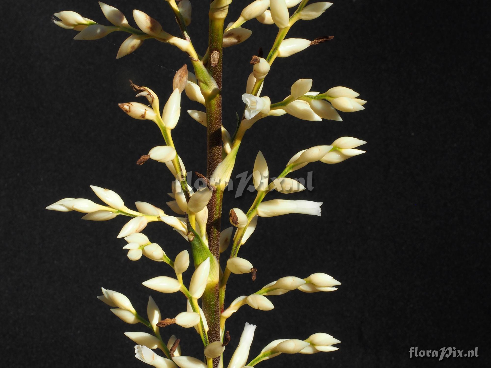 Guzmania leonardkentiana