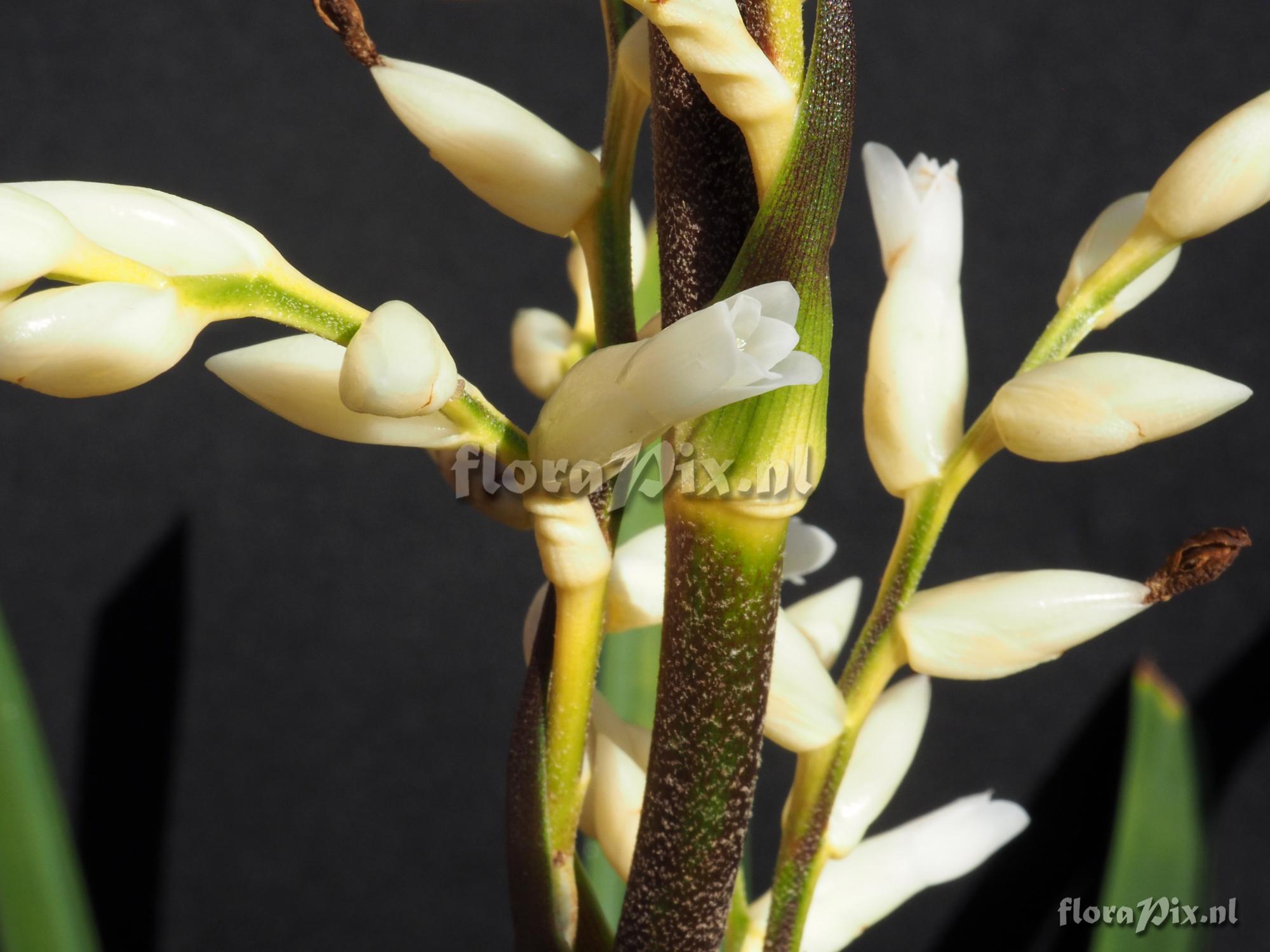 Guzmania leonardkentiana