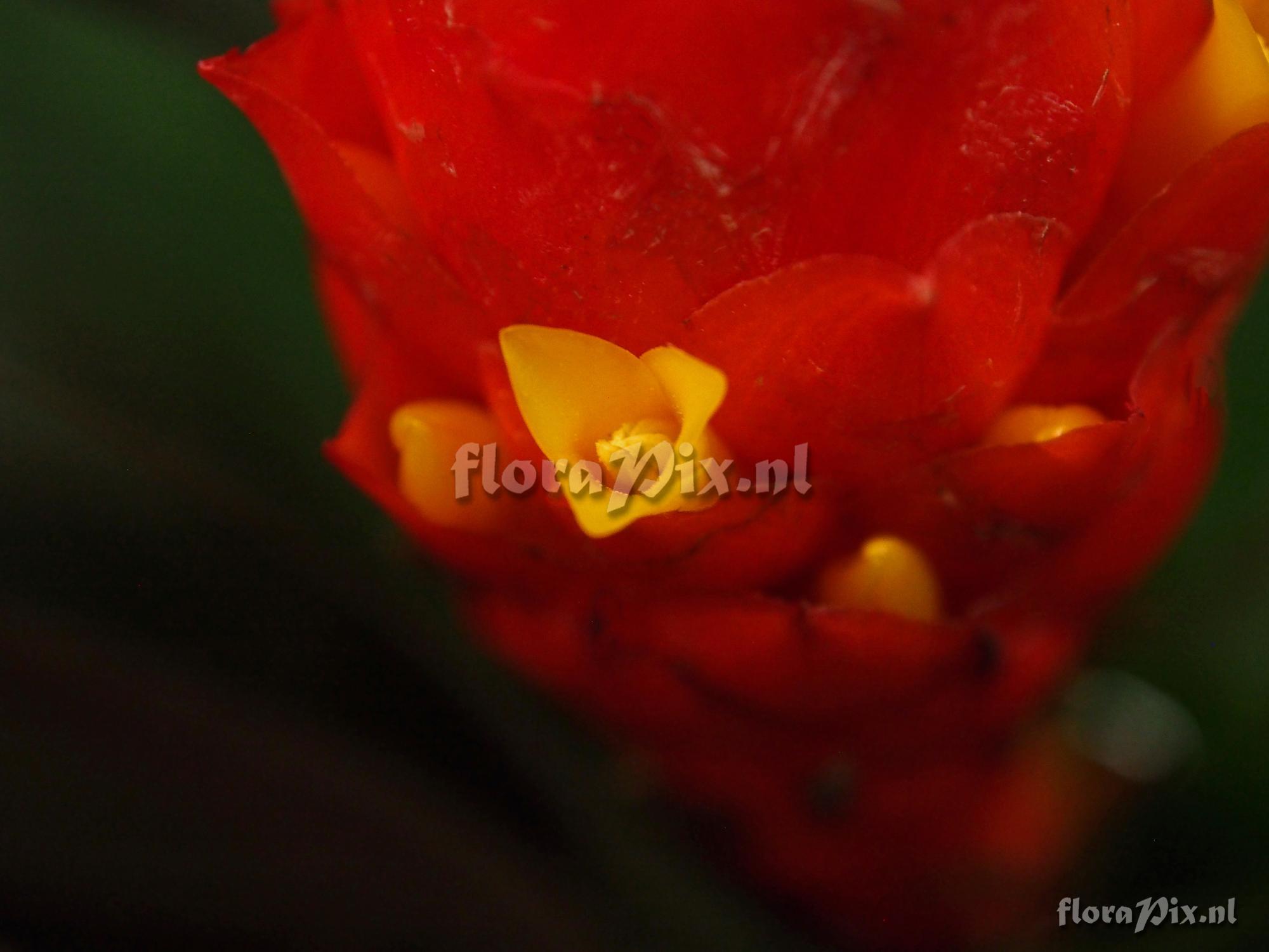 Guzmania melinonis