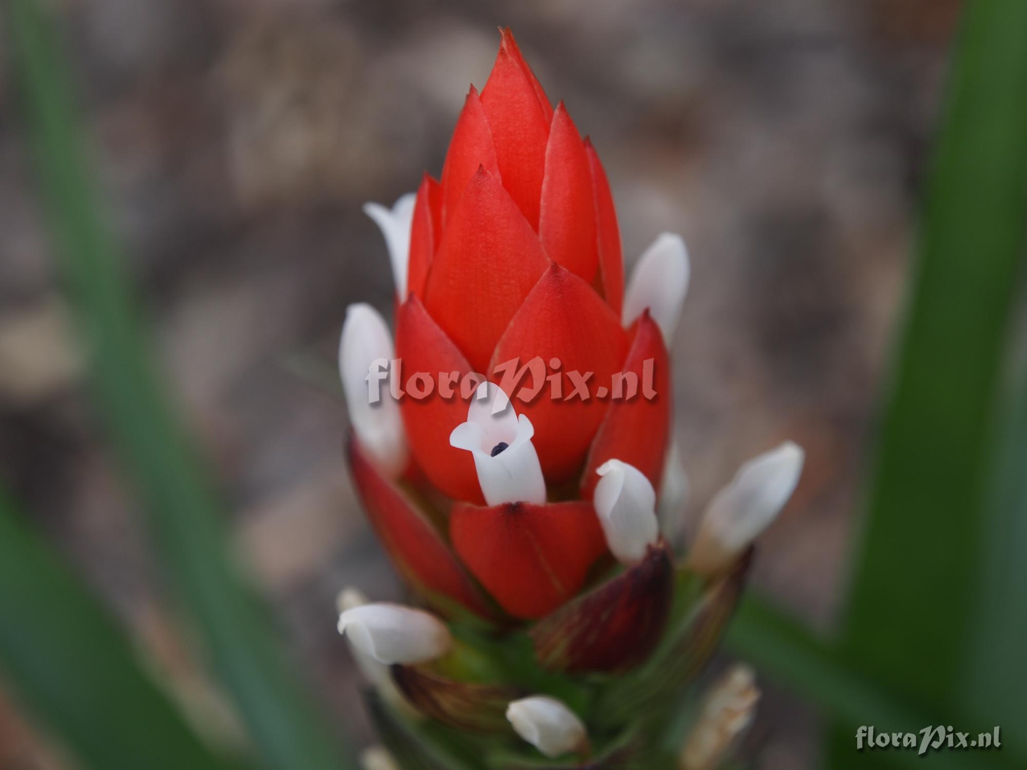 Guzmania monostachia