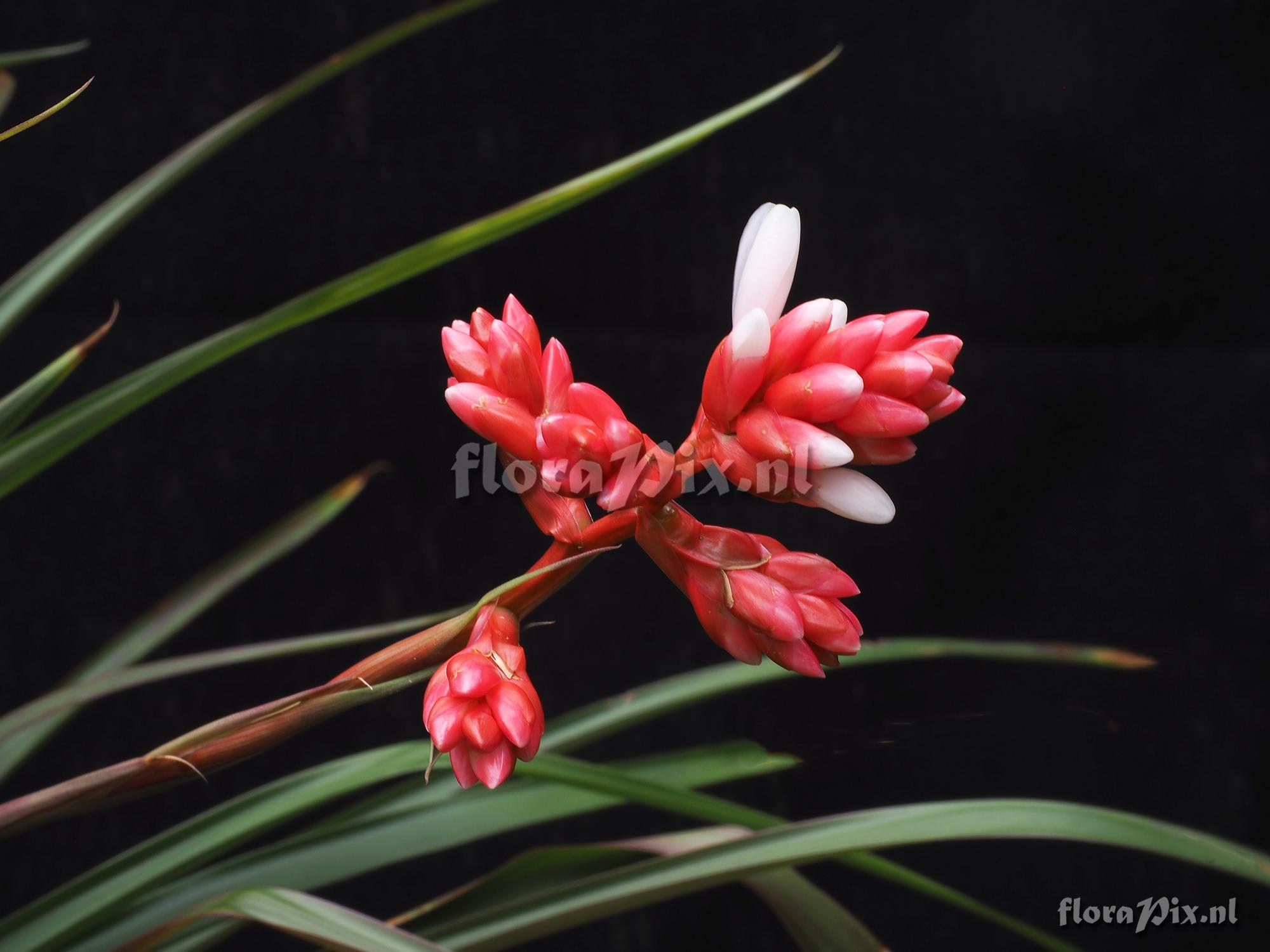 Guzmania nangaritzae