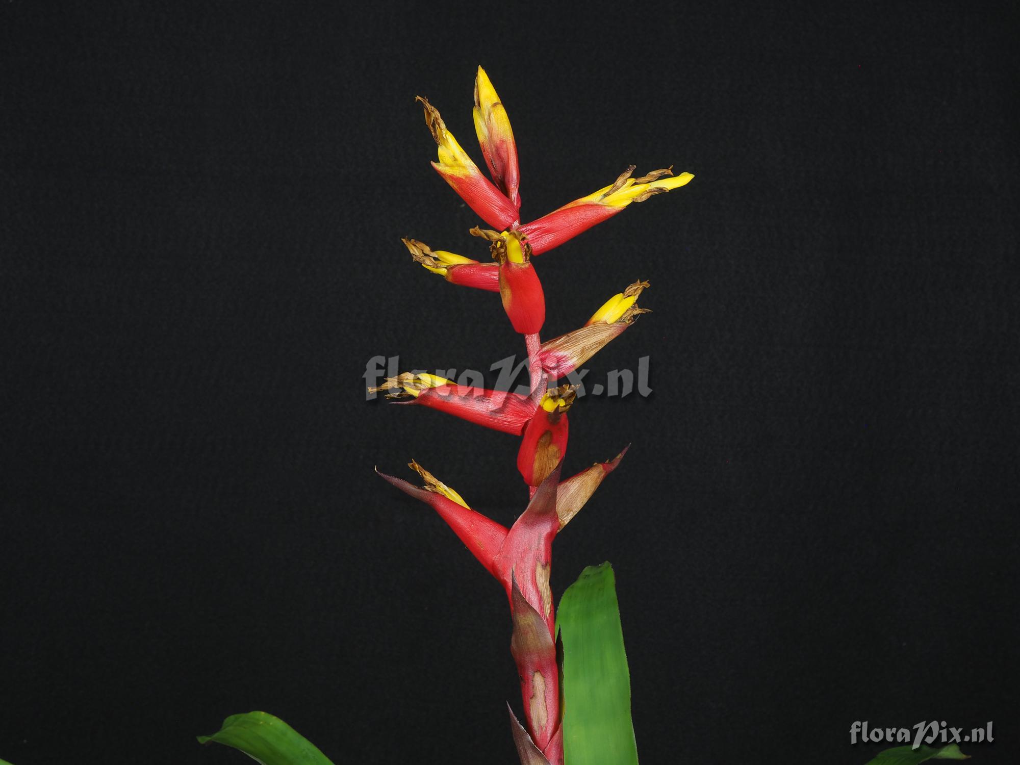 Guzmania rauhiana