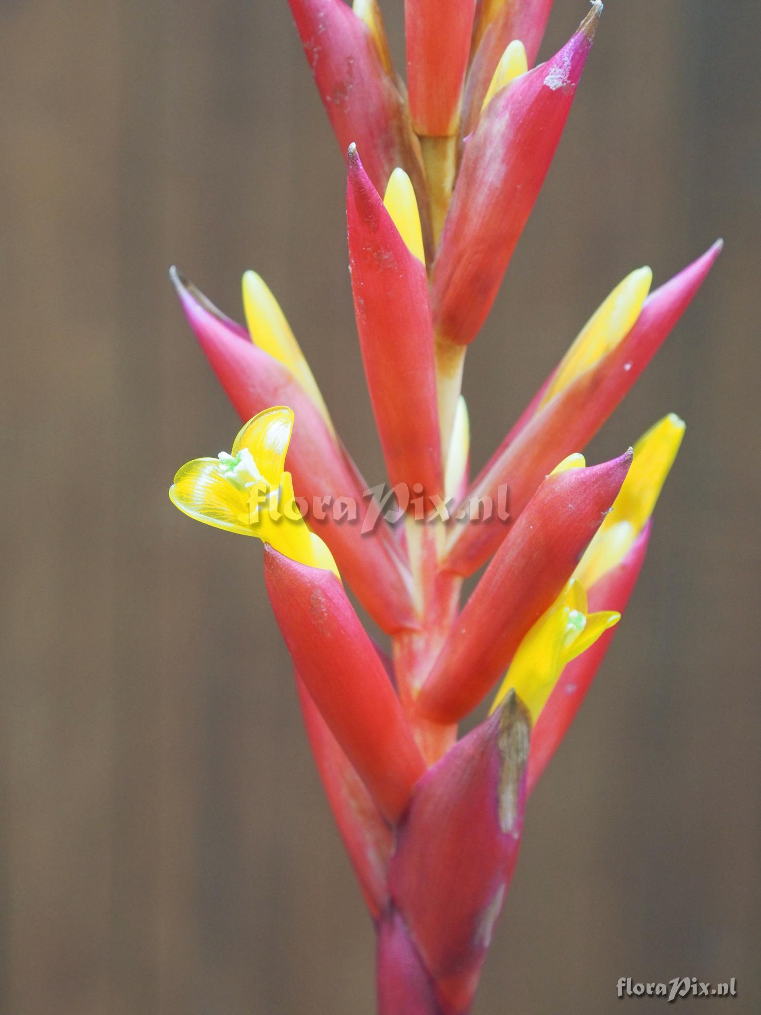 Guzmania rosea