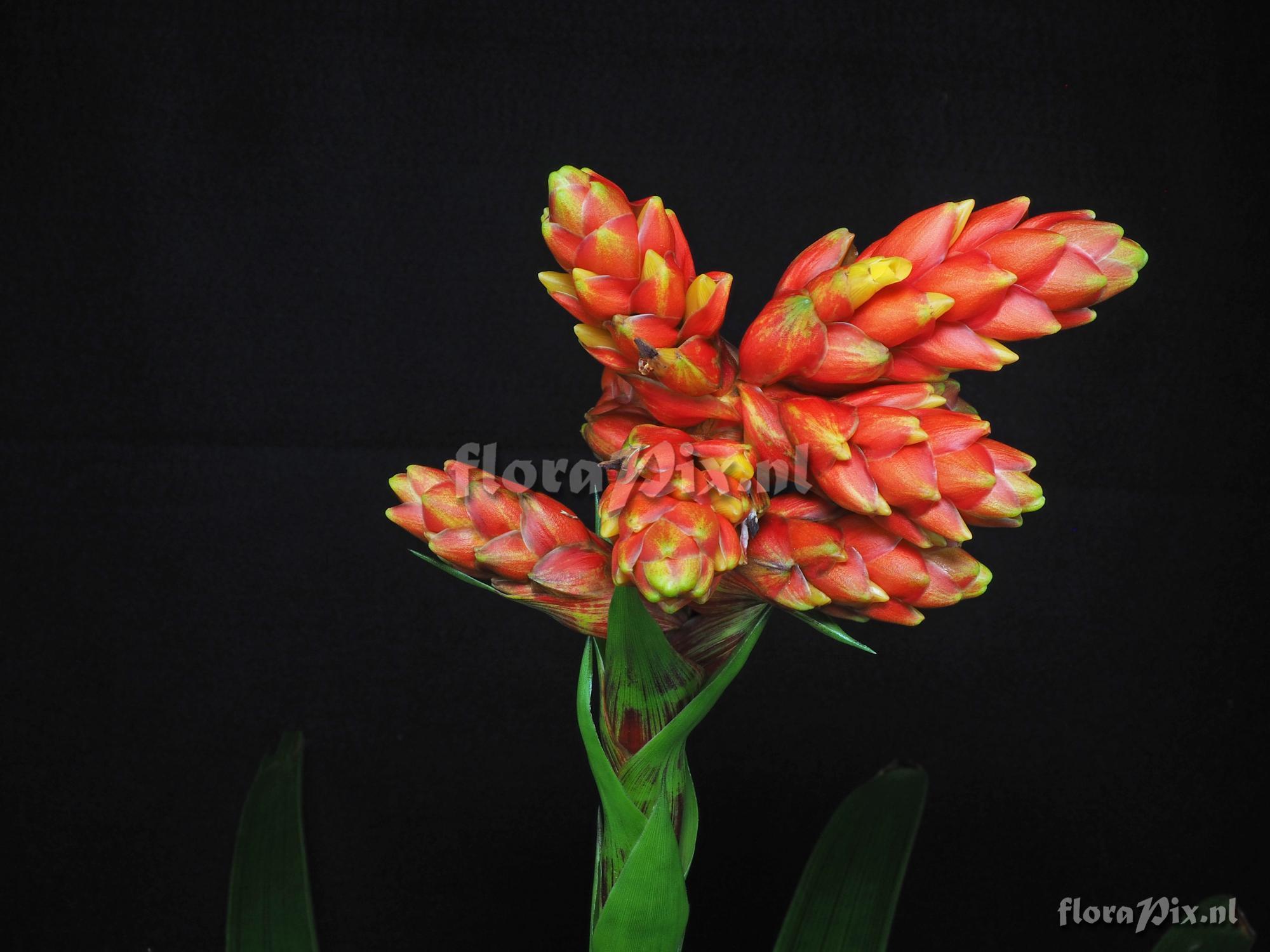 Guzmania rubrolutea