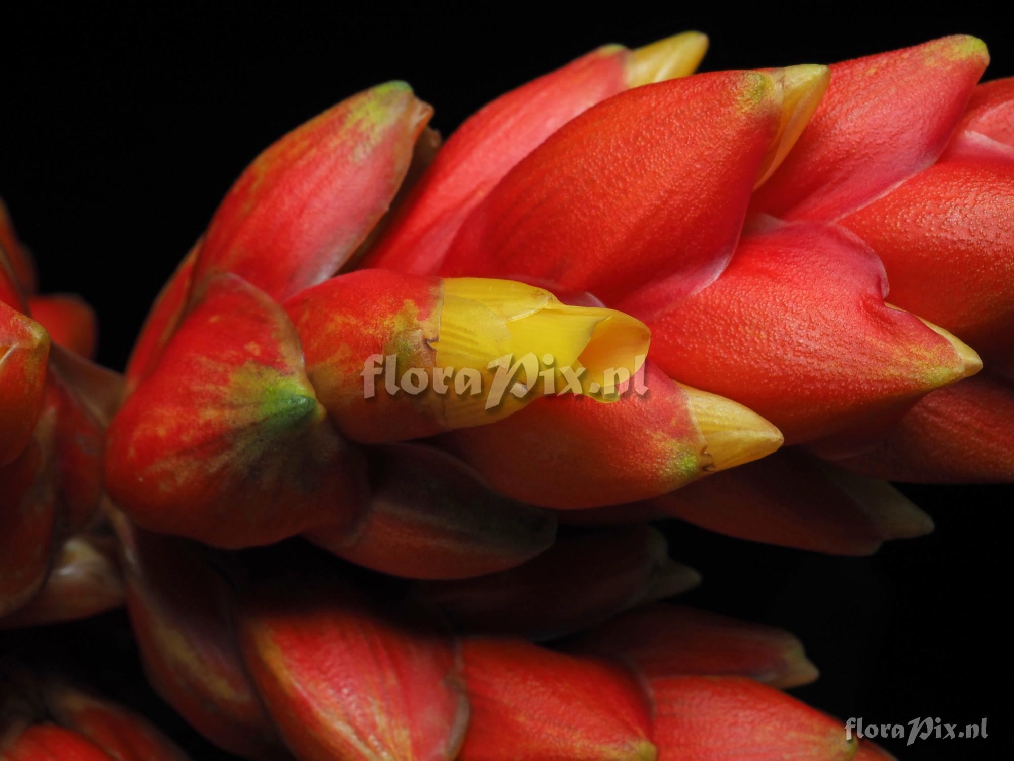 Guzmania rubrolutea