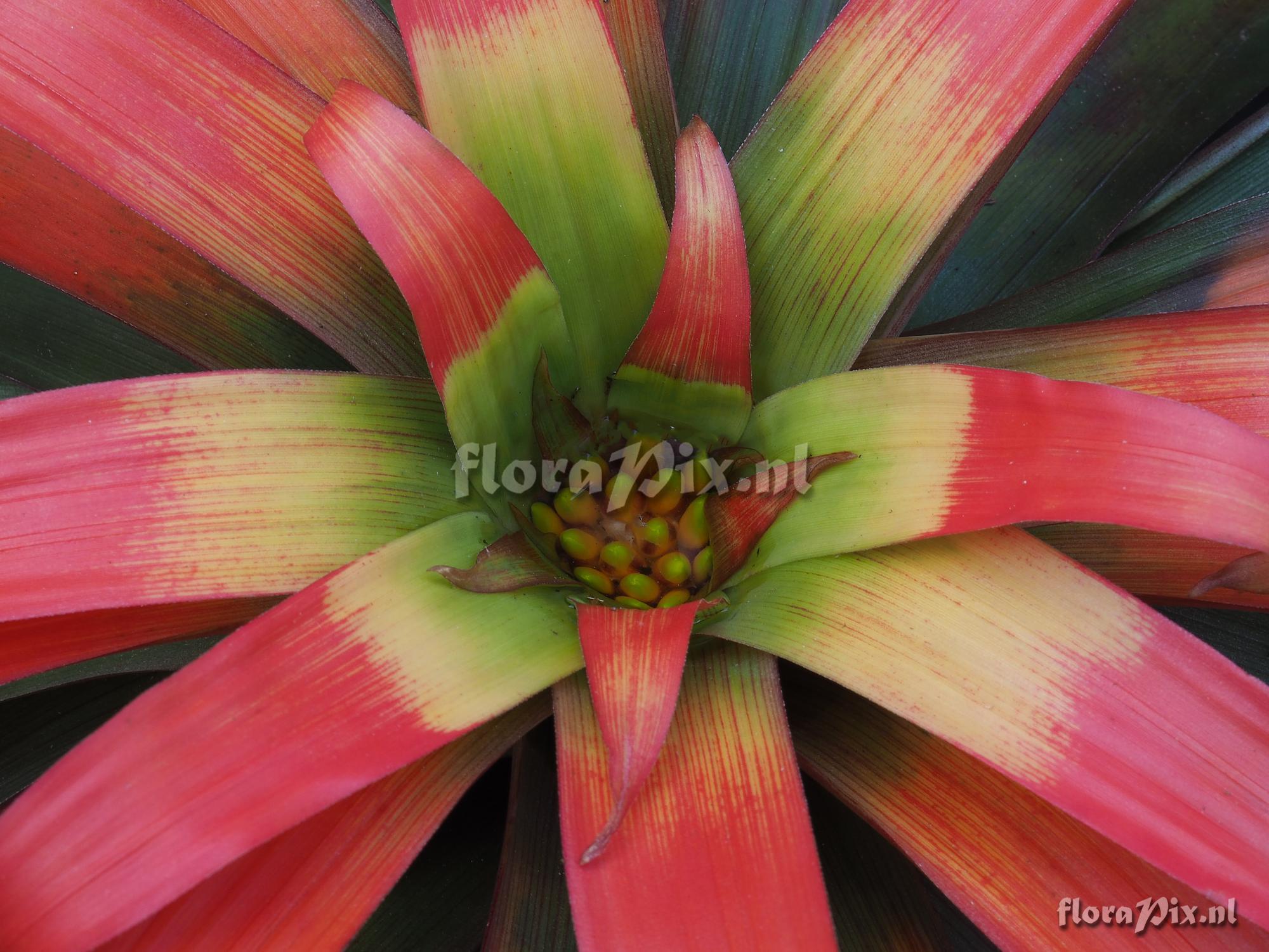 Guzmania sanguinea var. brevipedicellata