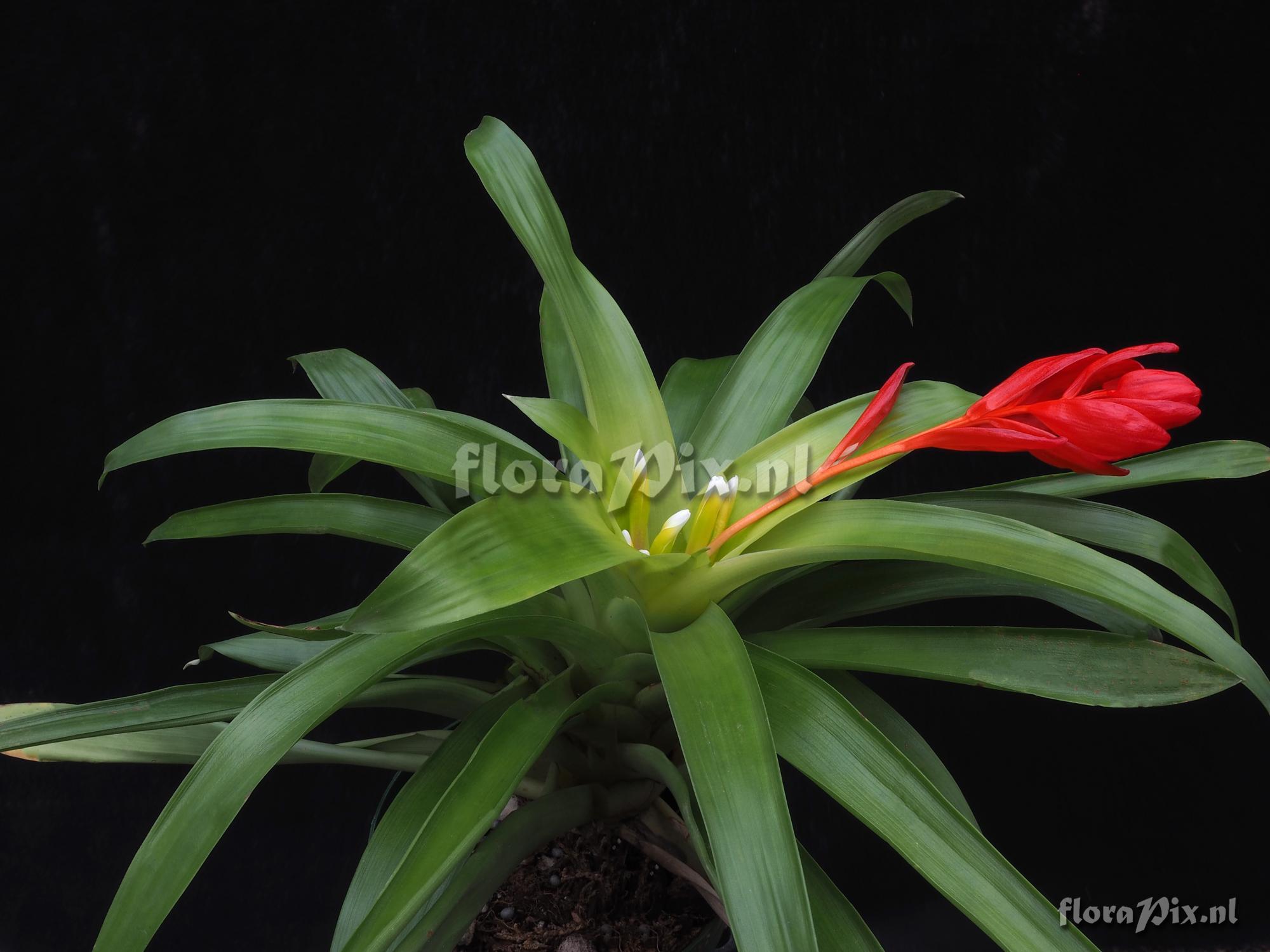 Guzmania sanguinea var. comosa