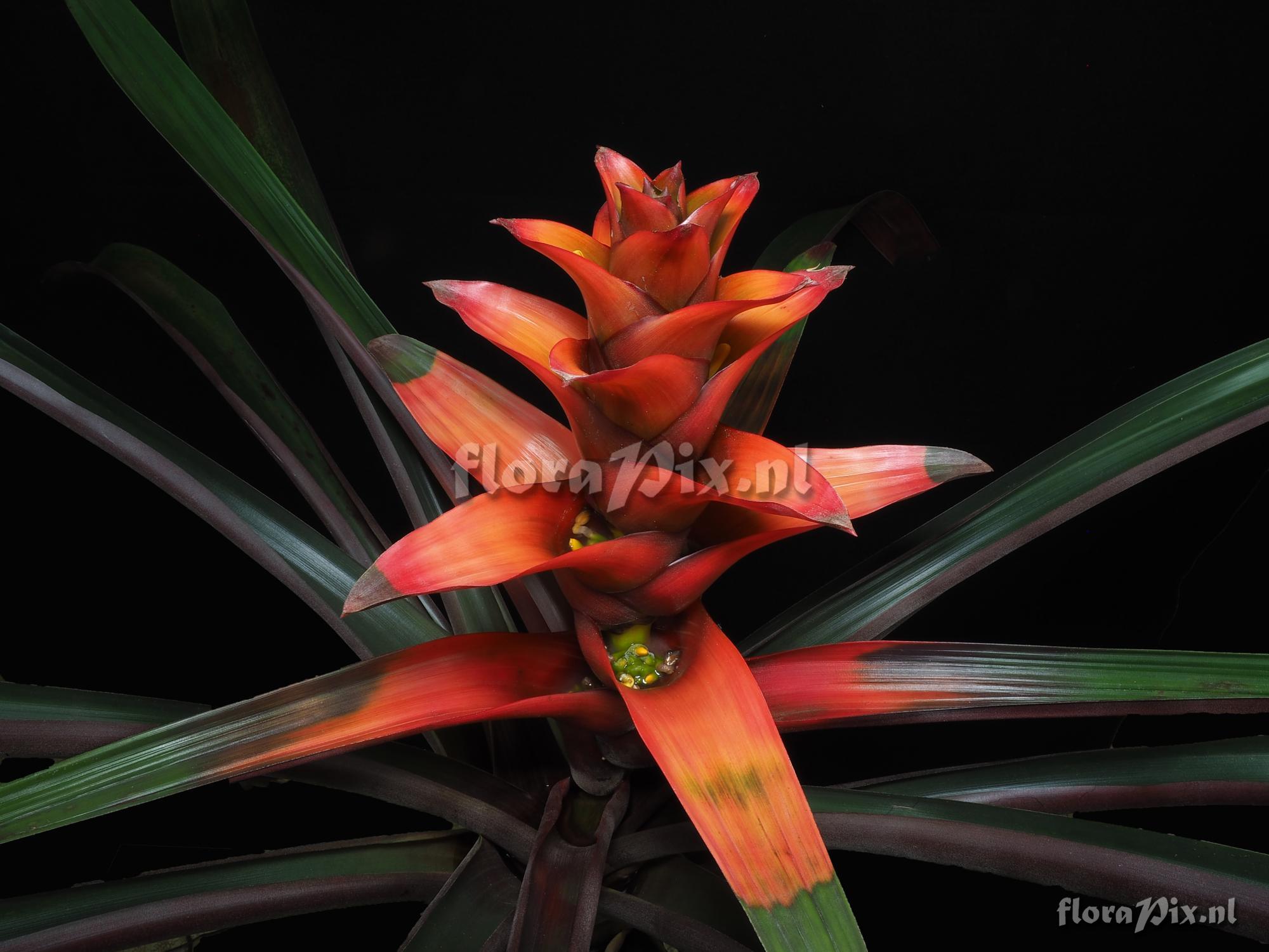 Guzmania squarrosa