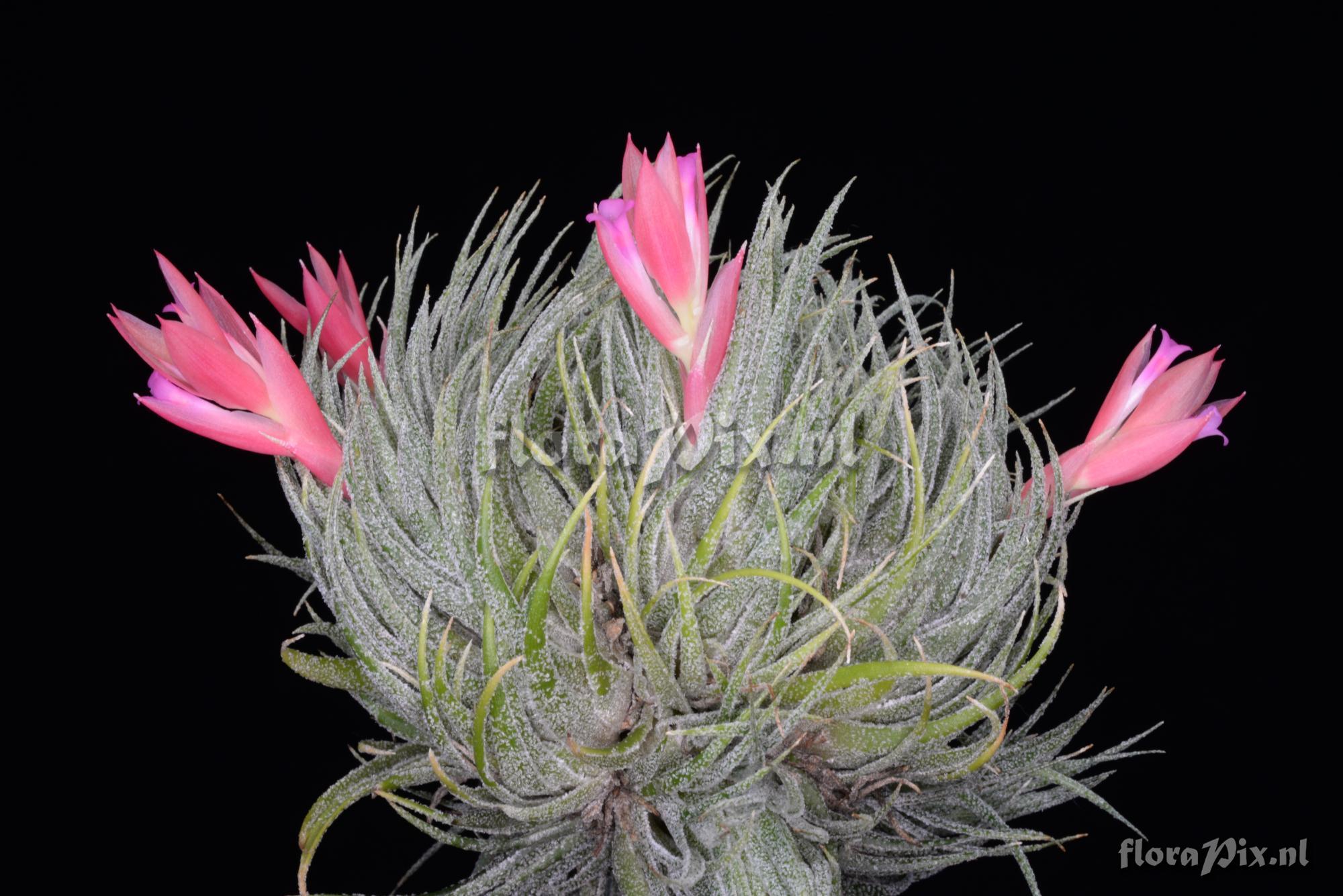 Tillandsia sprengeliana