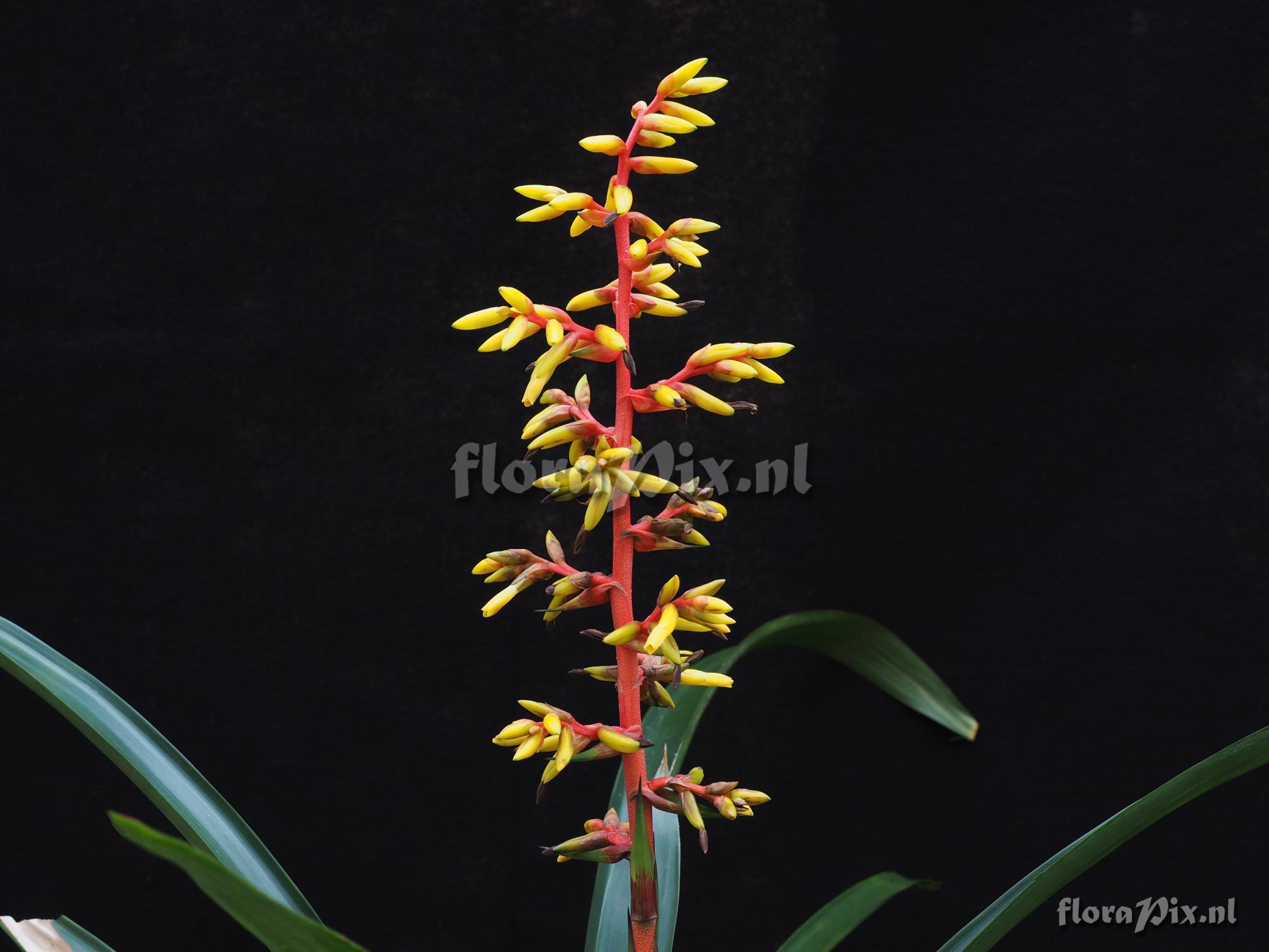 Guzmania testudinis