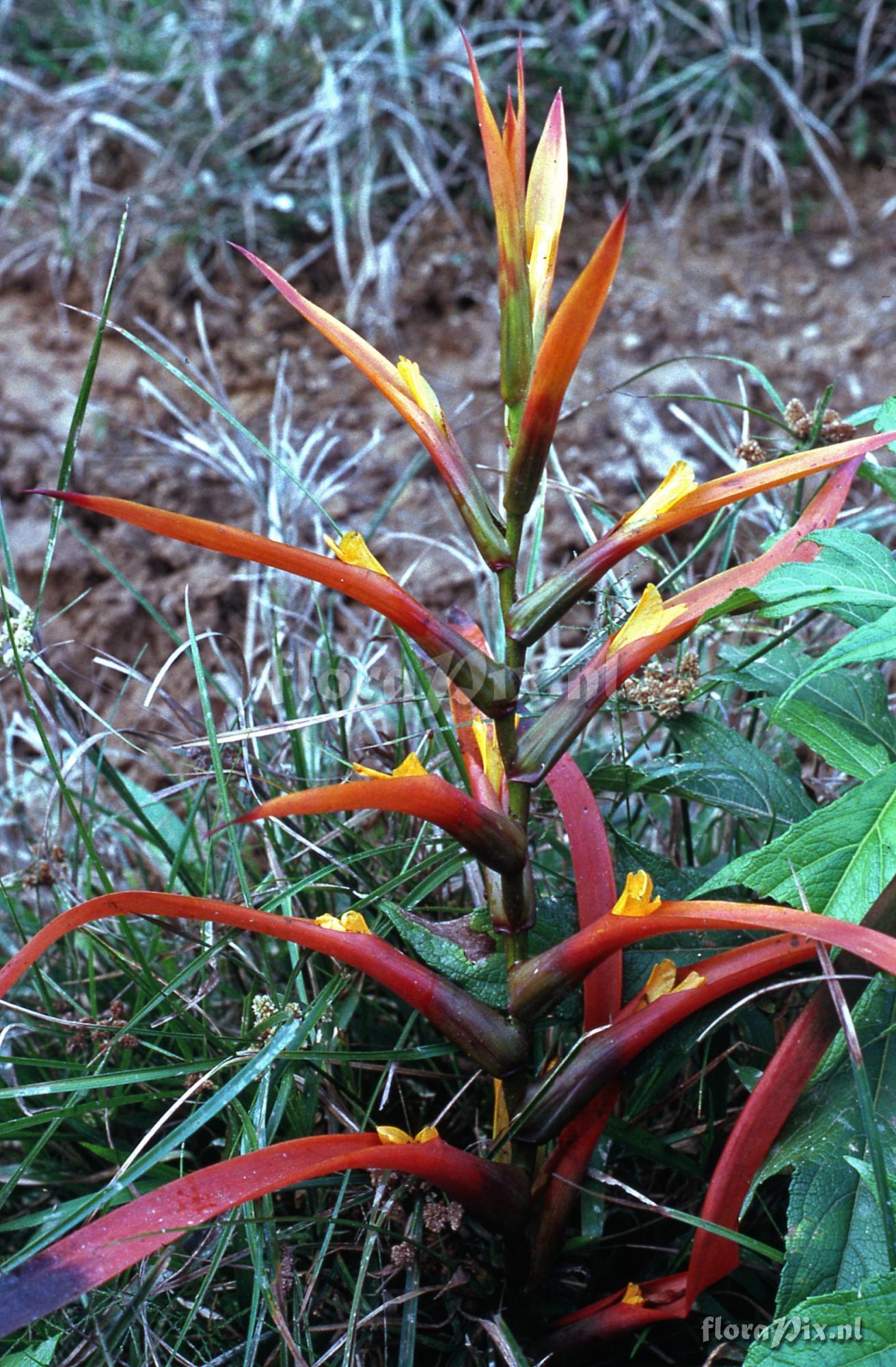 Guzmania wittmackii