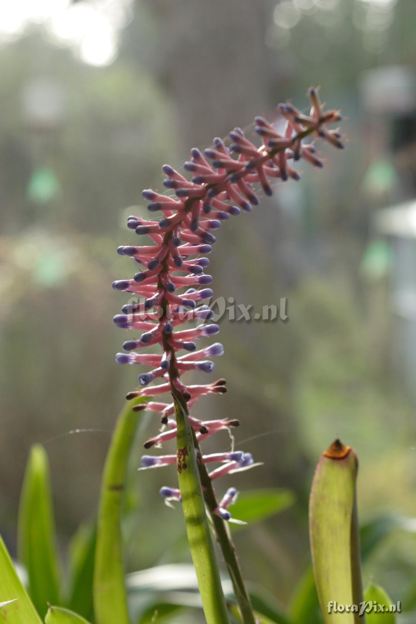 Aechmea gamosepala