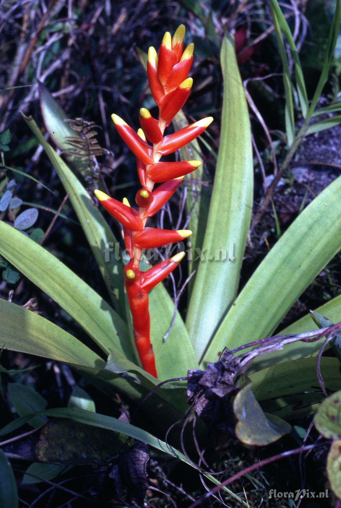 Guzmania rosea