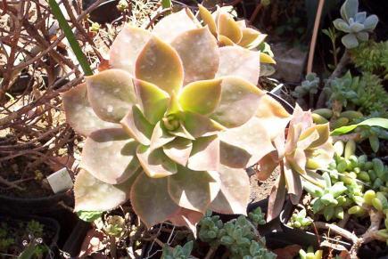 Aeonium percarneum