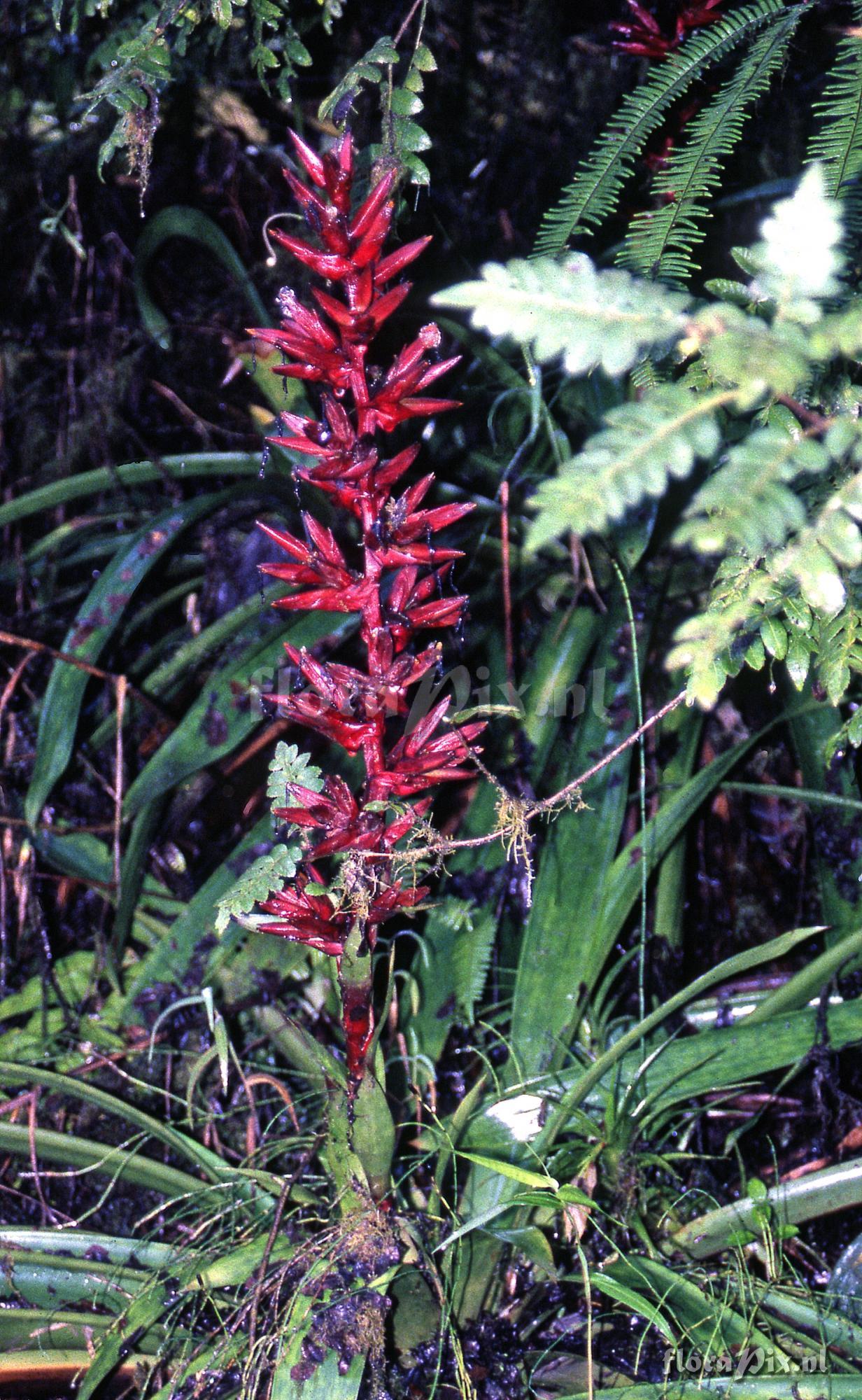 Guzmania lehmanniana