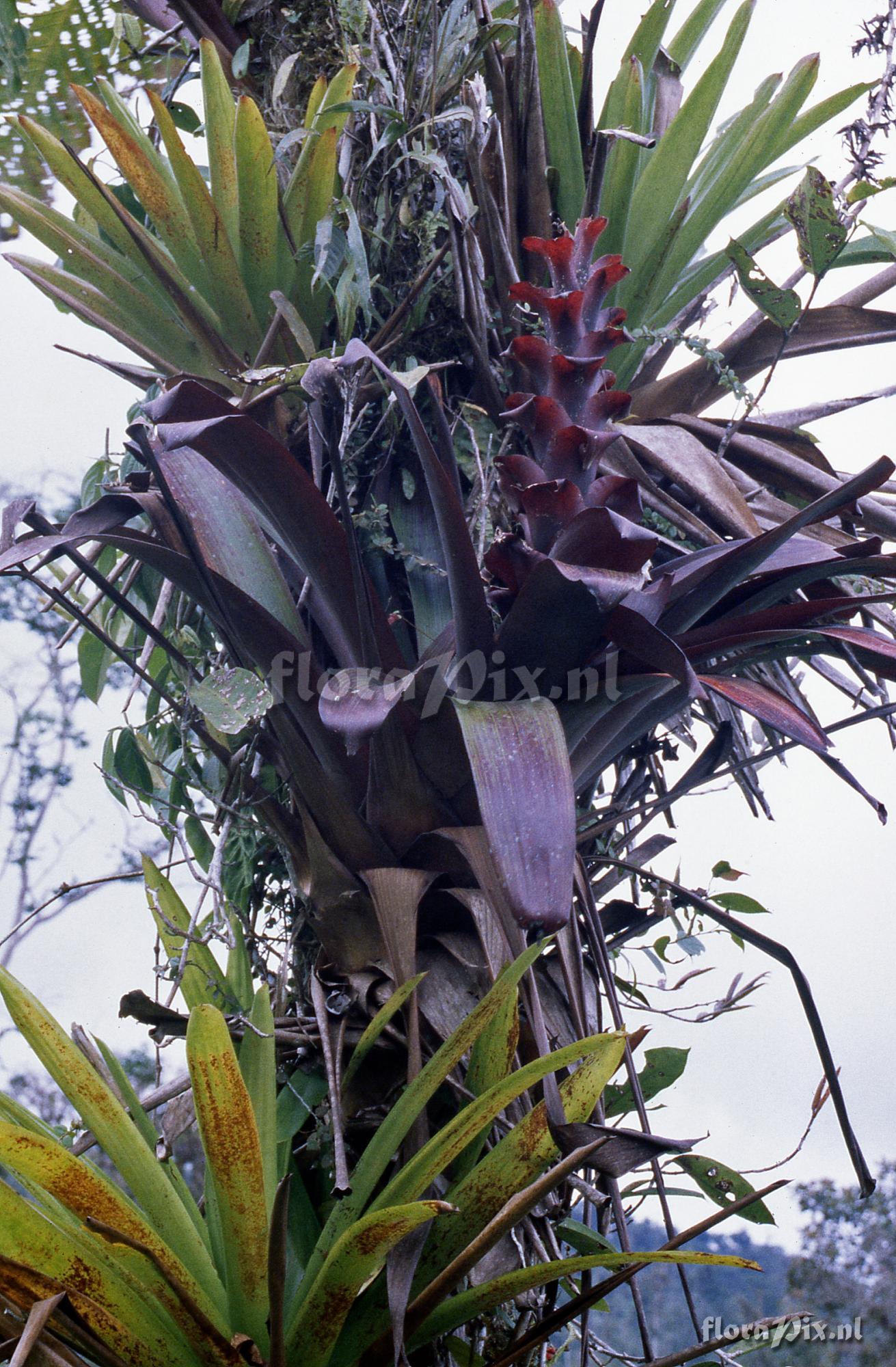 Guzmania pseudospectabilis