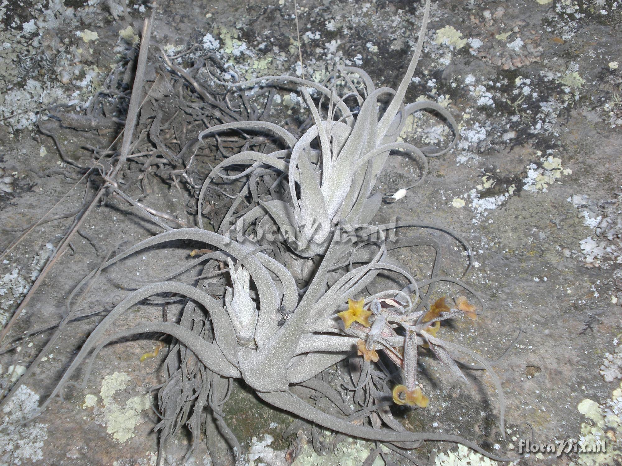 Tillandsia humilis