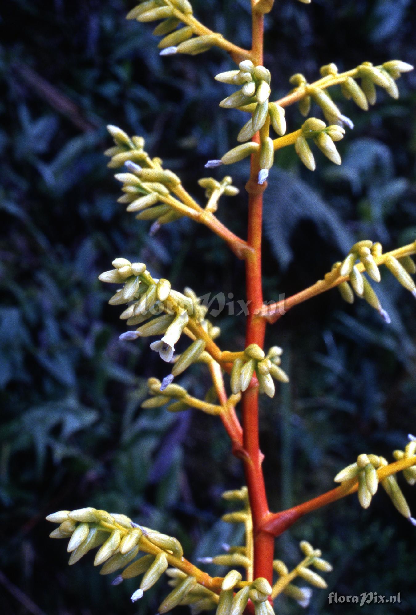 Guzmania diffusa