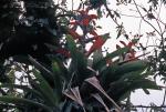 Guzmania variegata