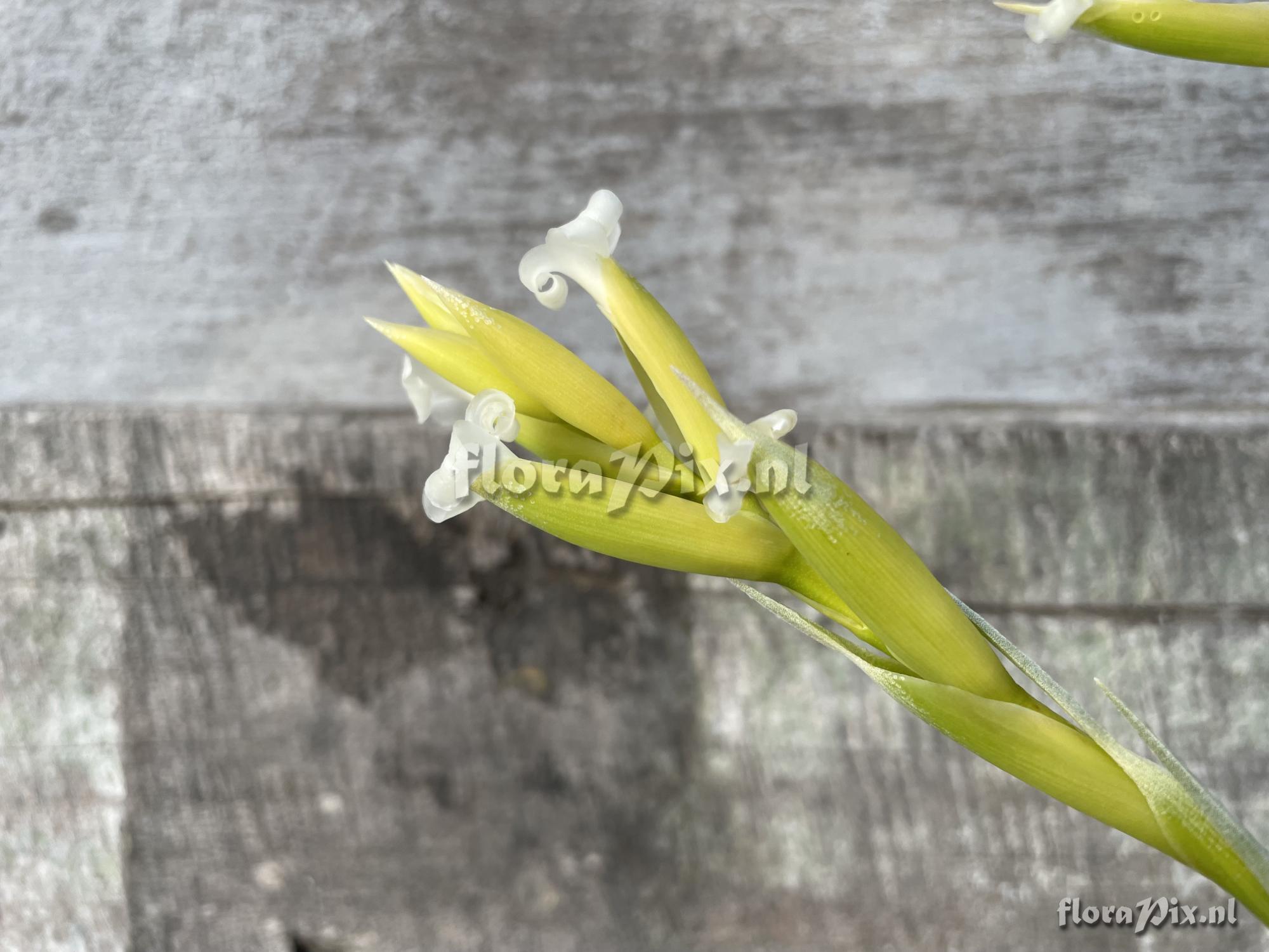 Tillandsia nuptialis