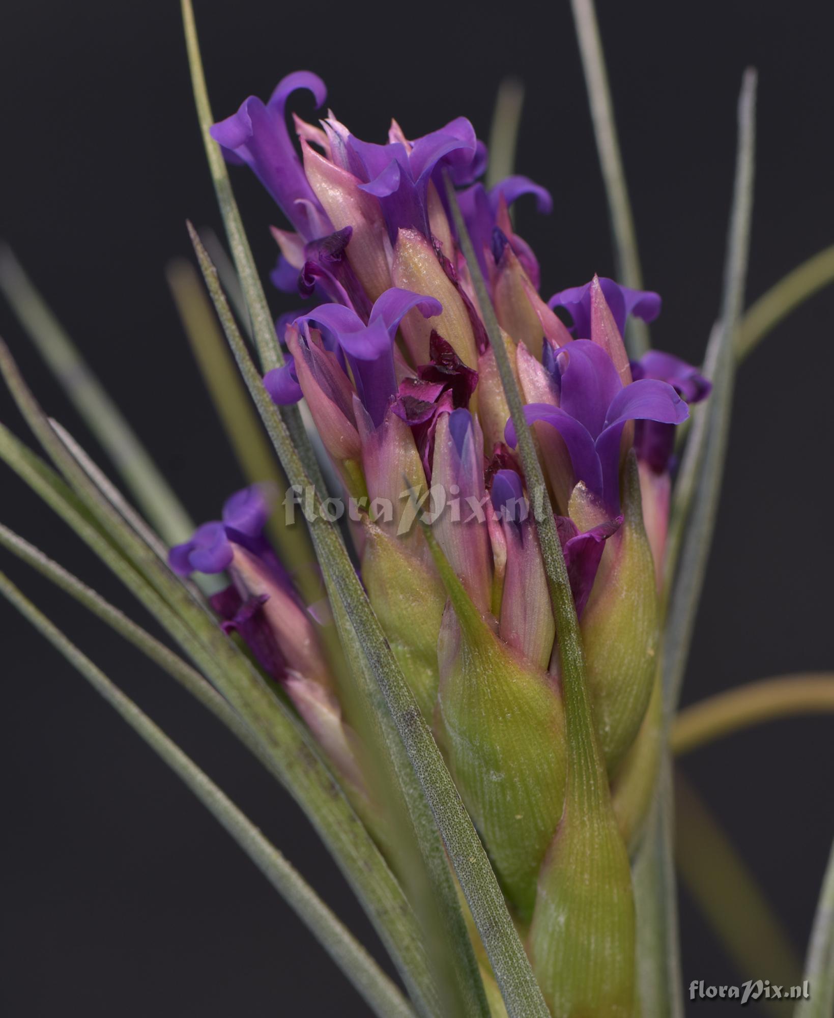 Tillandsia ?