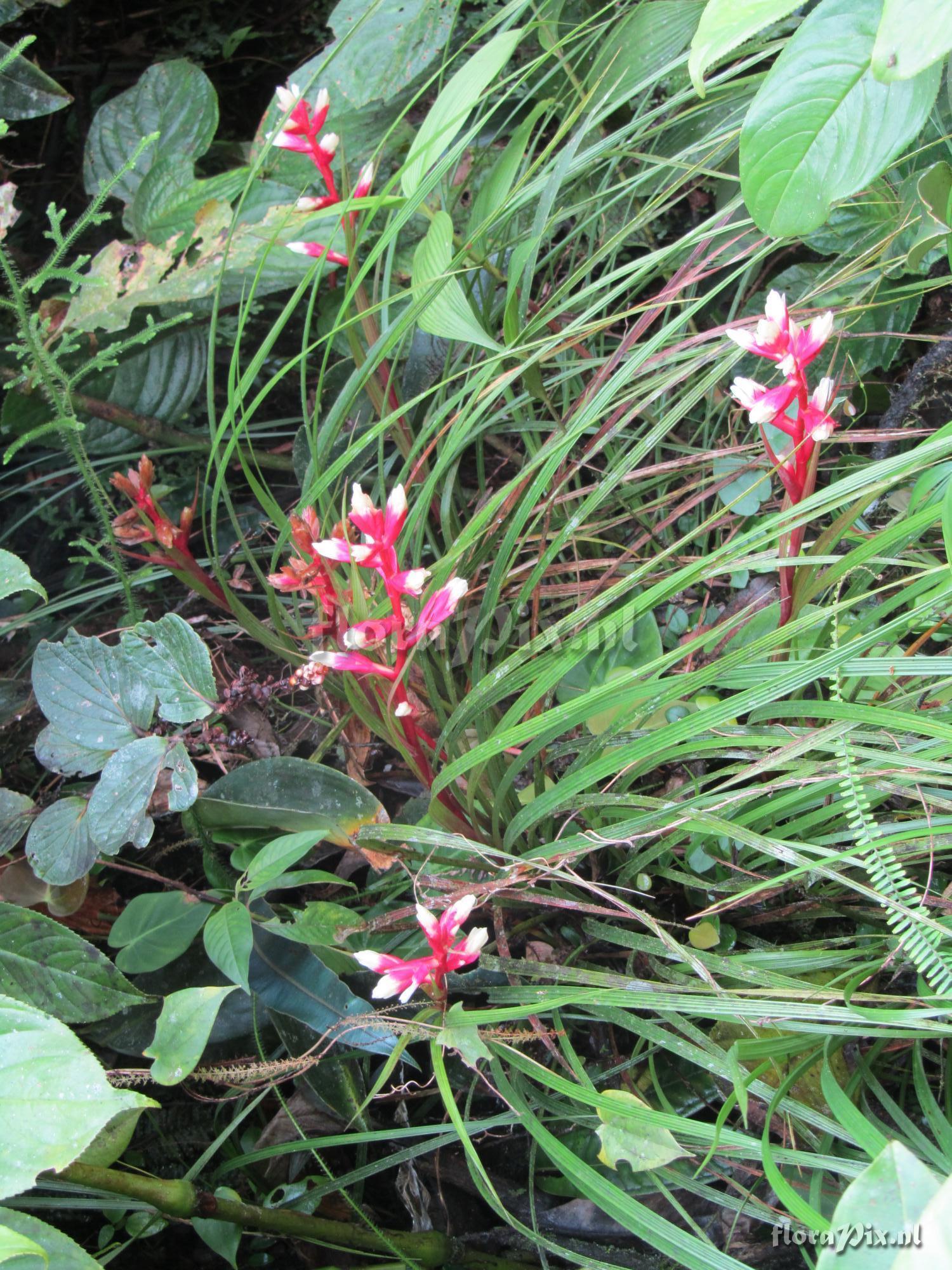 Guzmania calamifolia var. rosacea