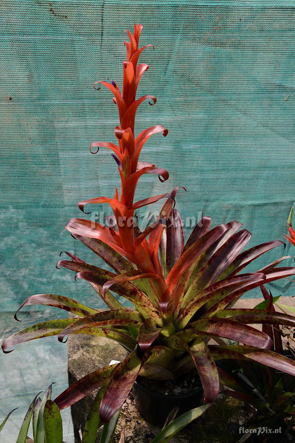 Tillandsia candelifera