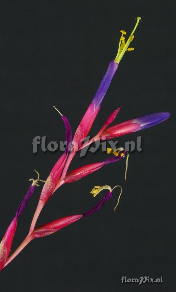 Tillandsia fuchsii forma gracilis