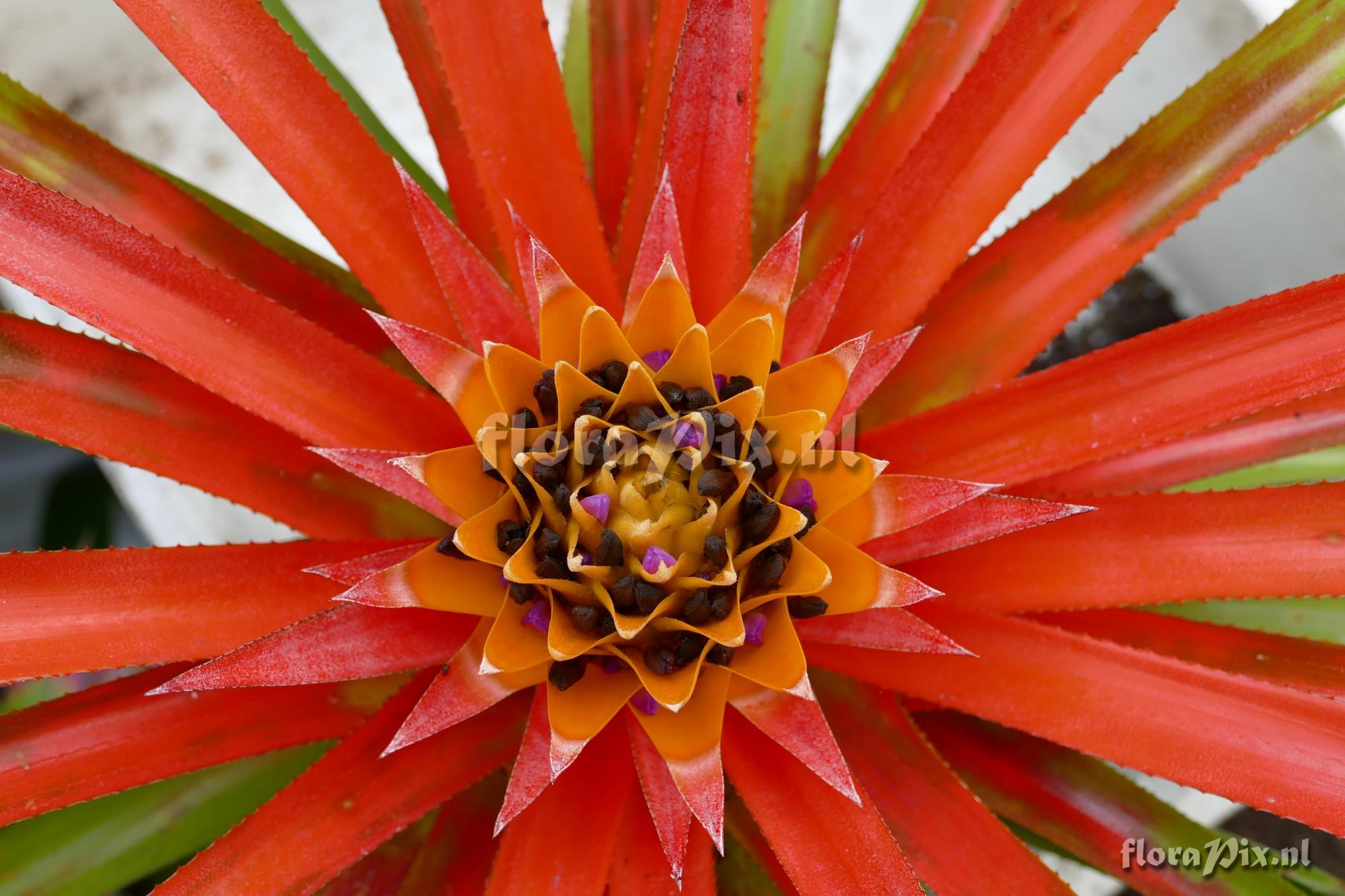 Aechmea biflora