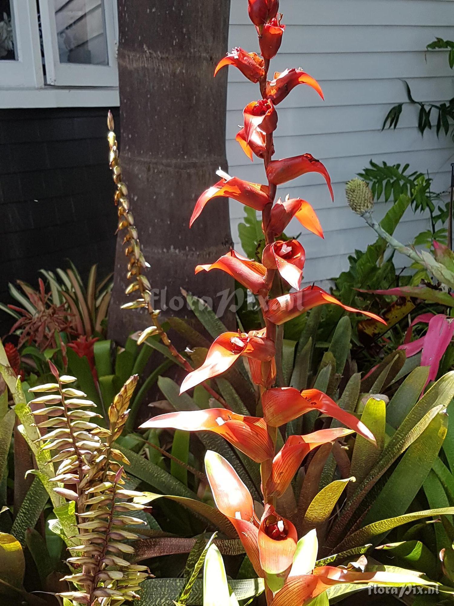 Guzmania variegata