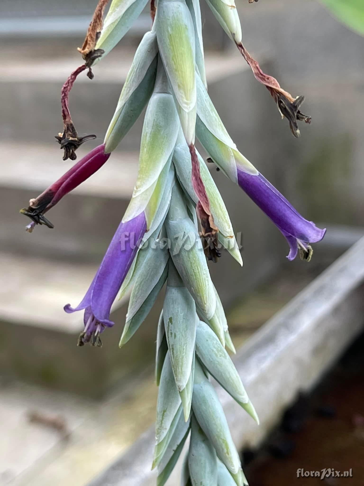 Tillandsia spiraliflora