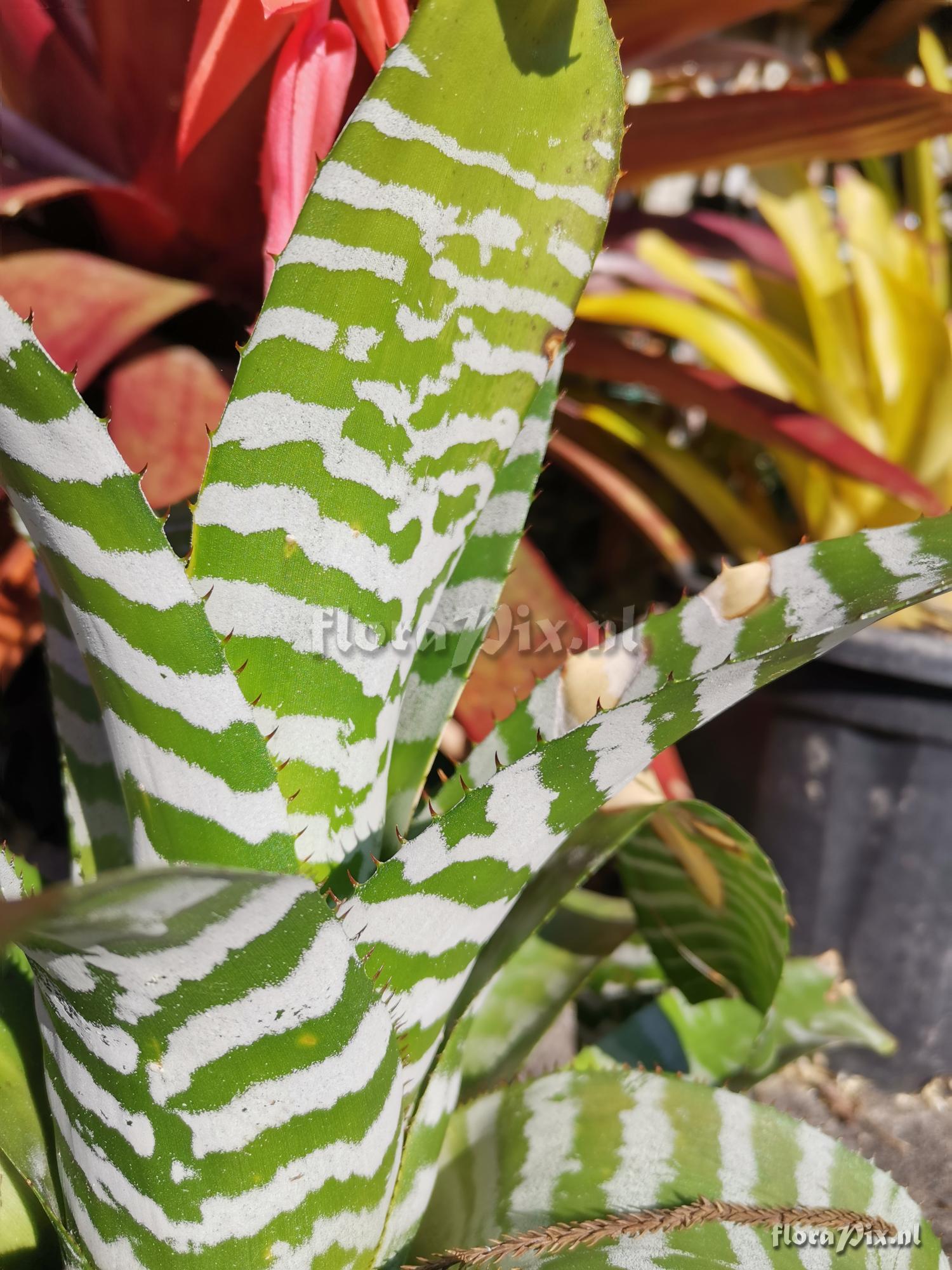 Aechmea chantinii