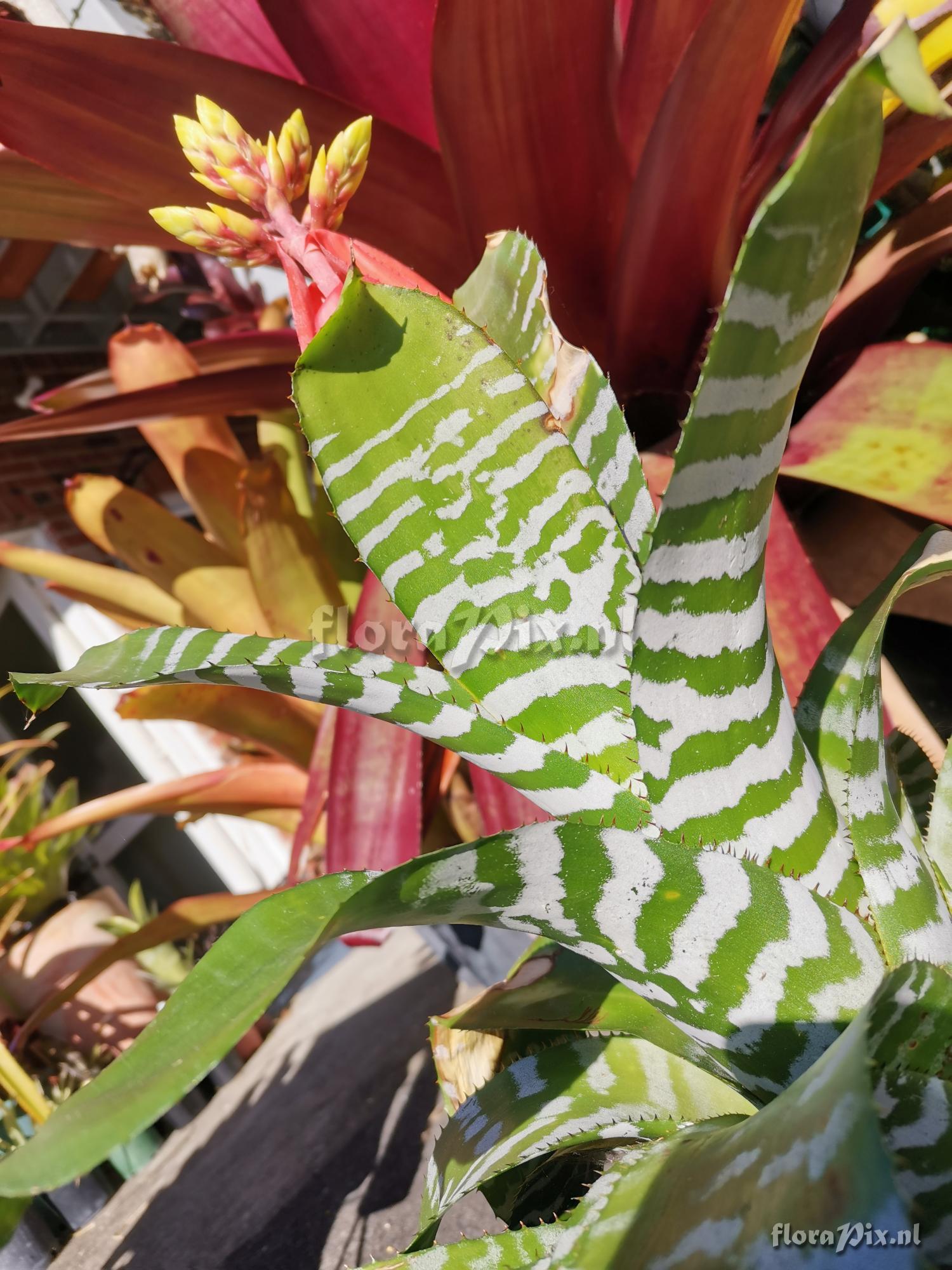 Aechmea chantinii