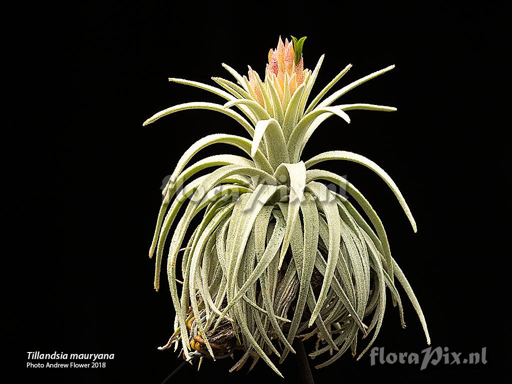 Tillandsia mauryana