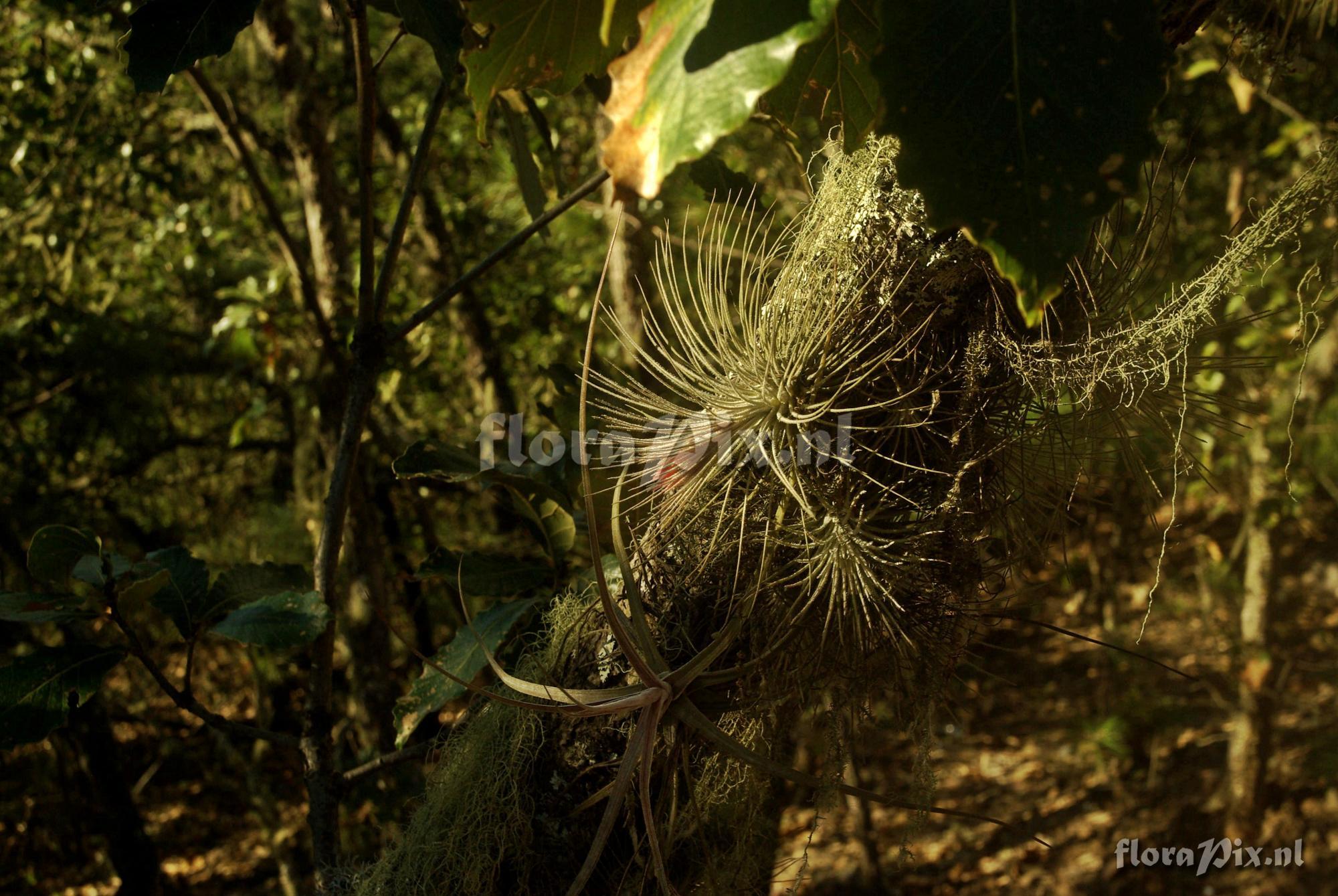 Tillandsia atroviridipetala var. longepedunculata