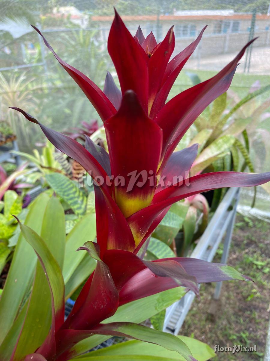 Guzmania 