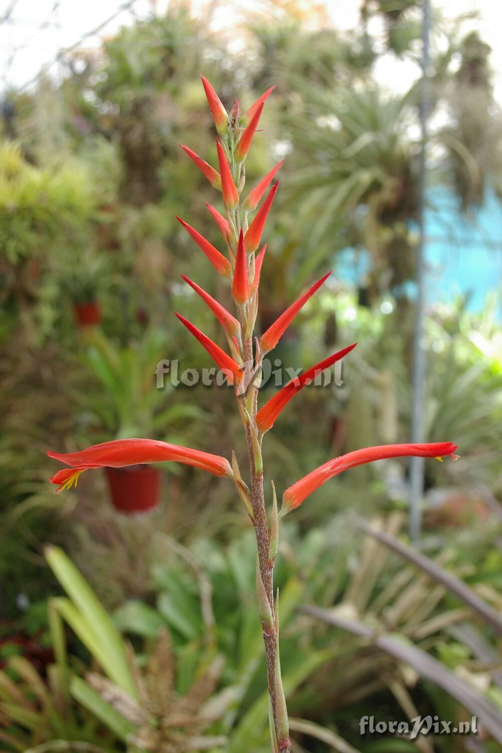 Pitcairnia species