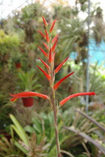 Pitcairnia species