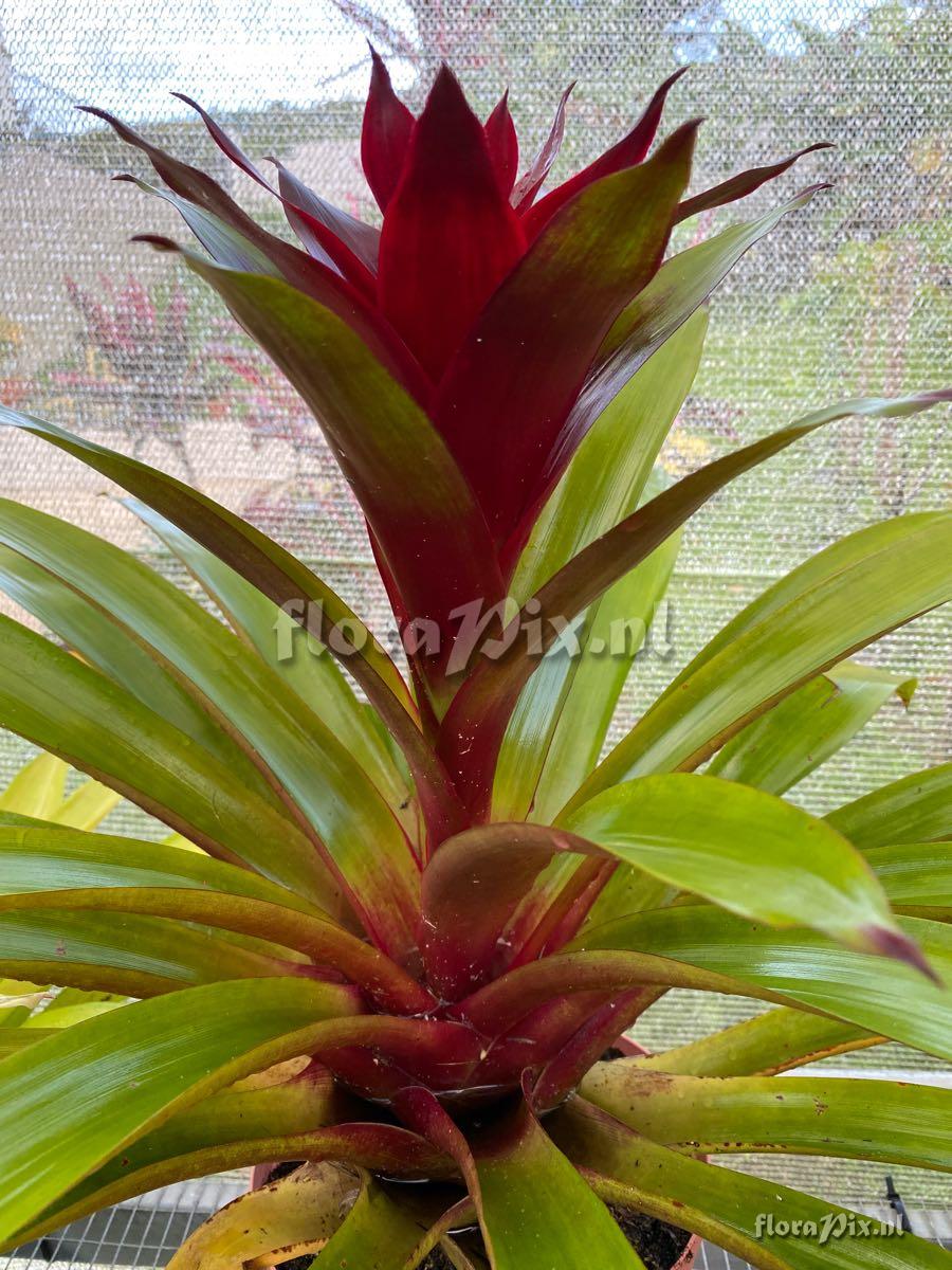 Guzmania 