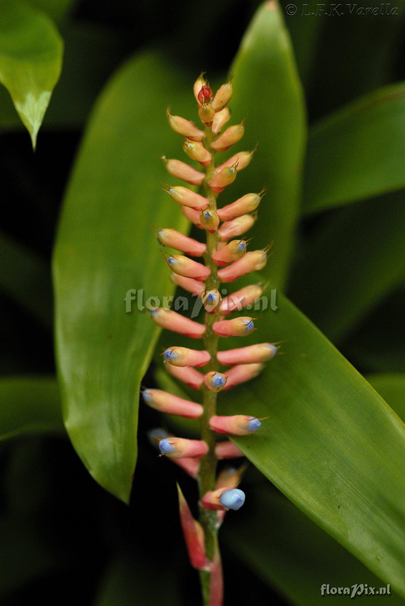 Aechmea gamosepala