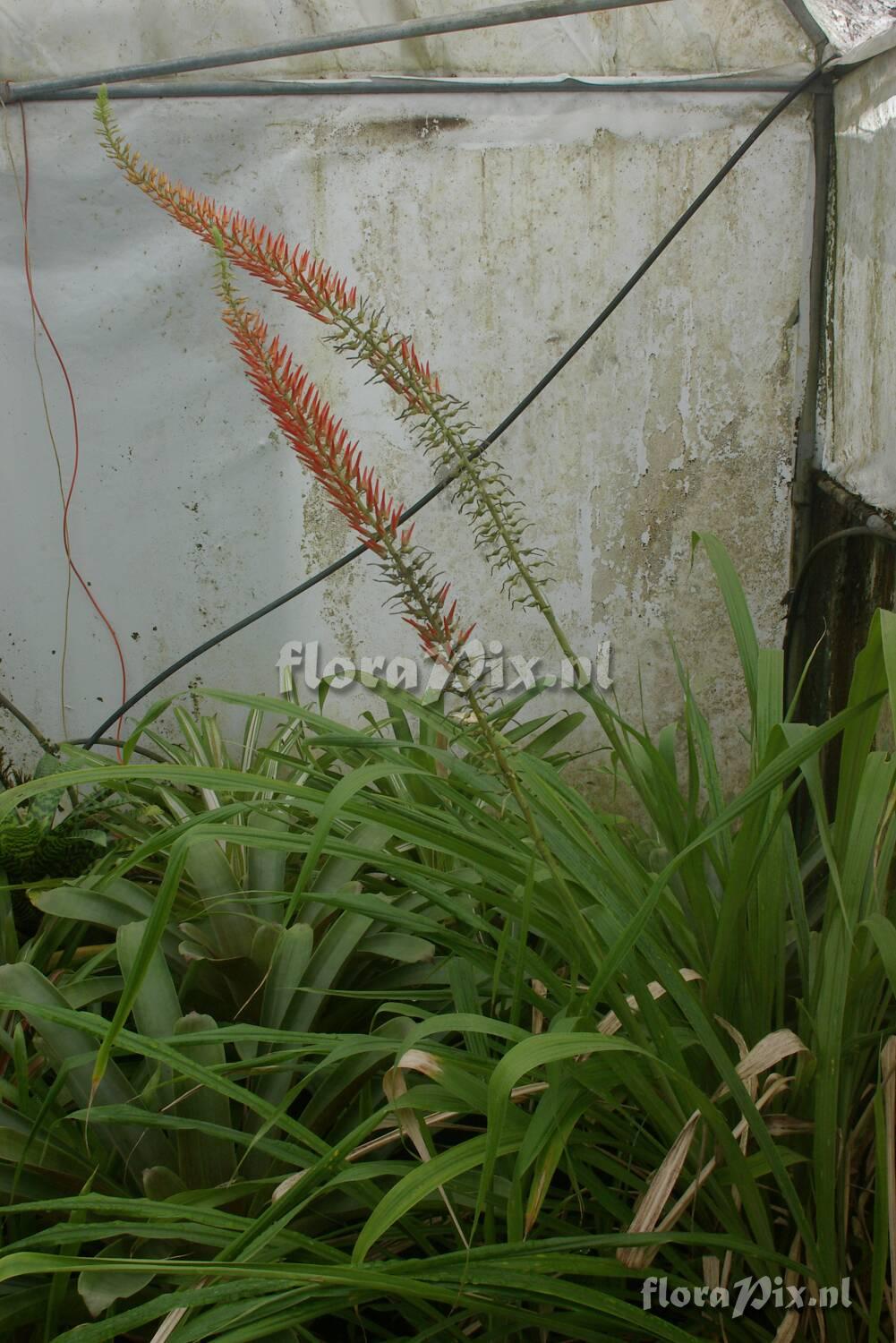 Pitcairnia sp. ex Eric