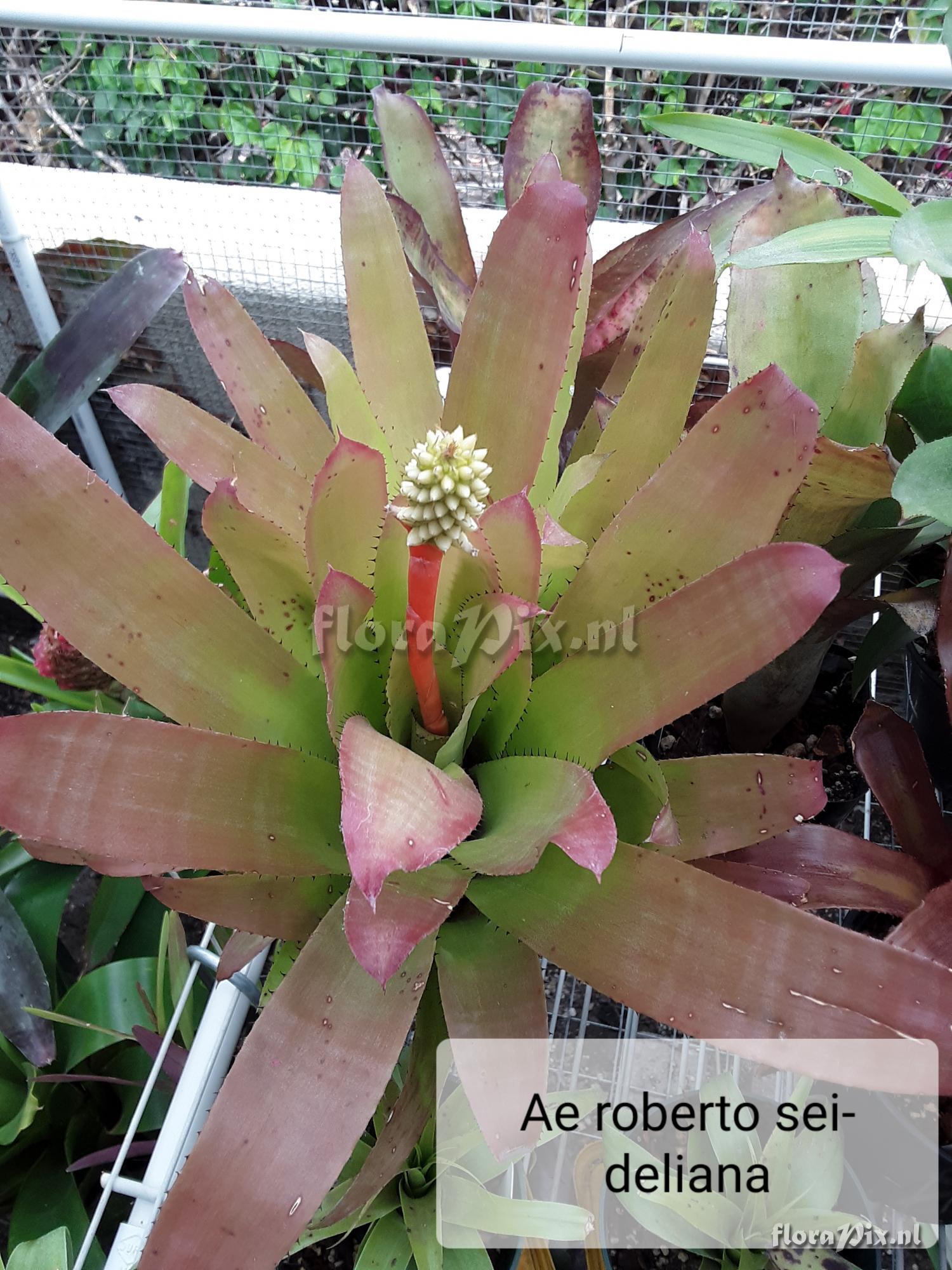 Aechmea robertoseidelii