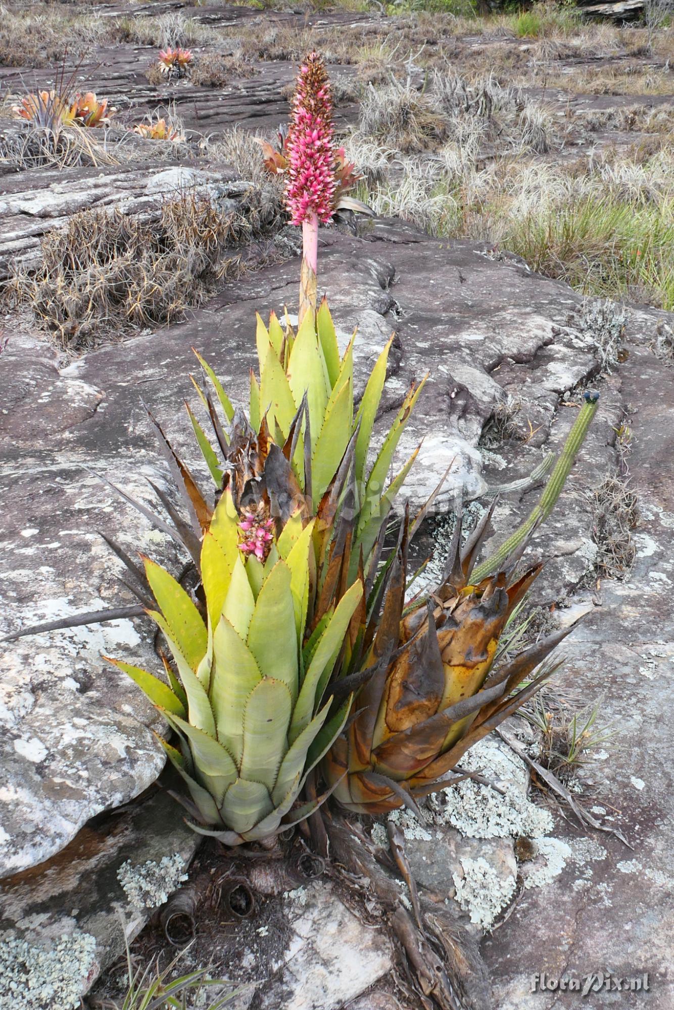 Aechmea phanerophlebia